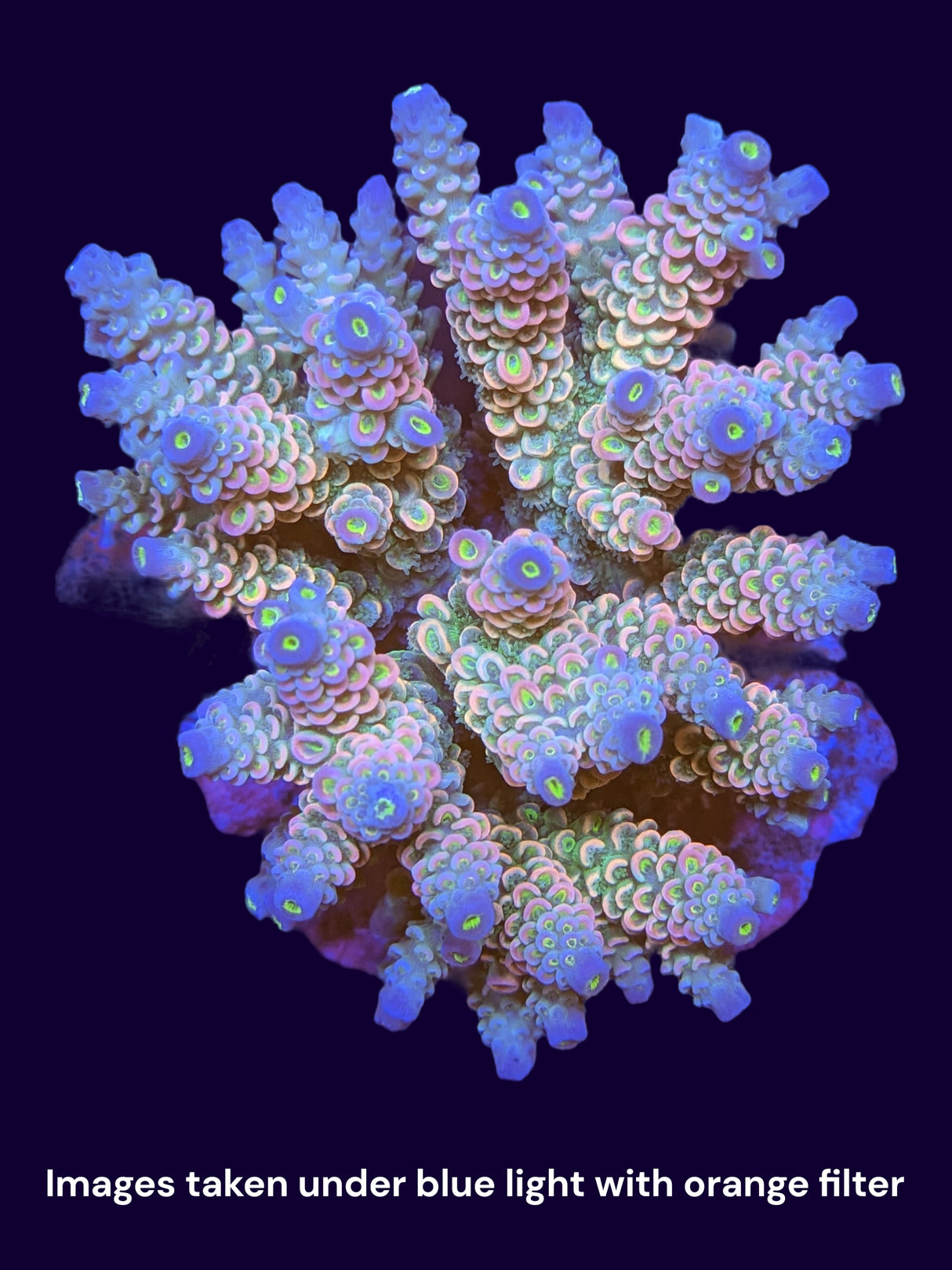 Acropora Indonesia Colonies