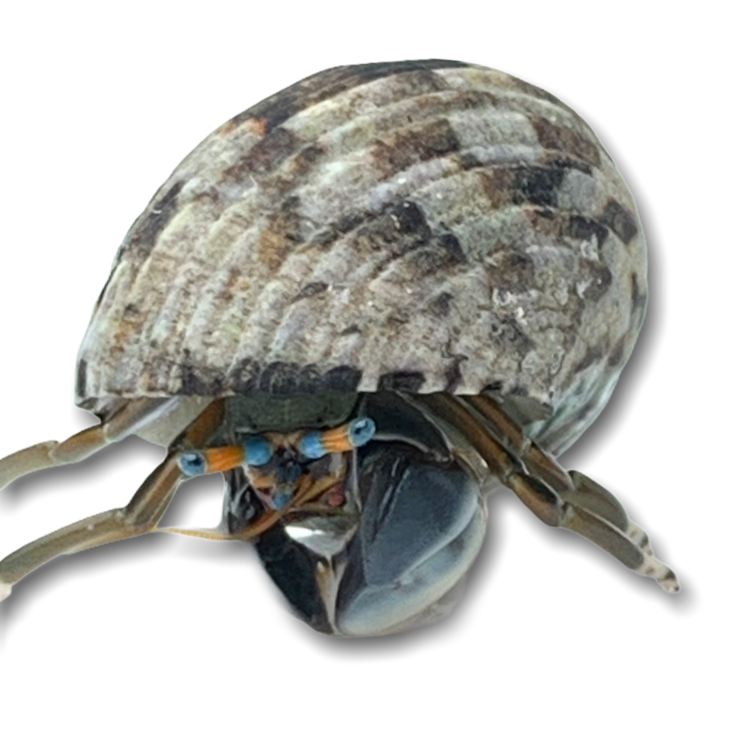 Blue Eye Hermit Crab (Collection Only)