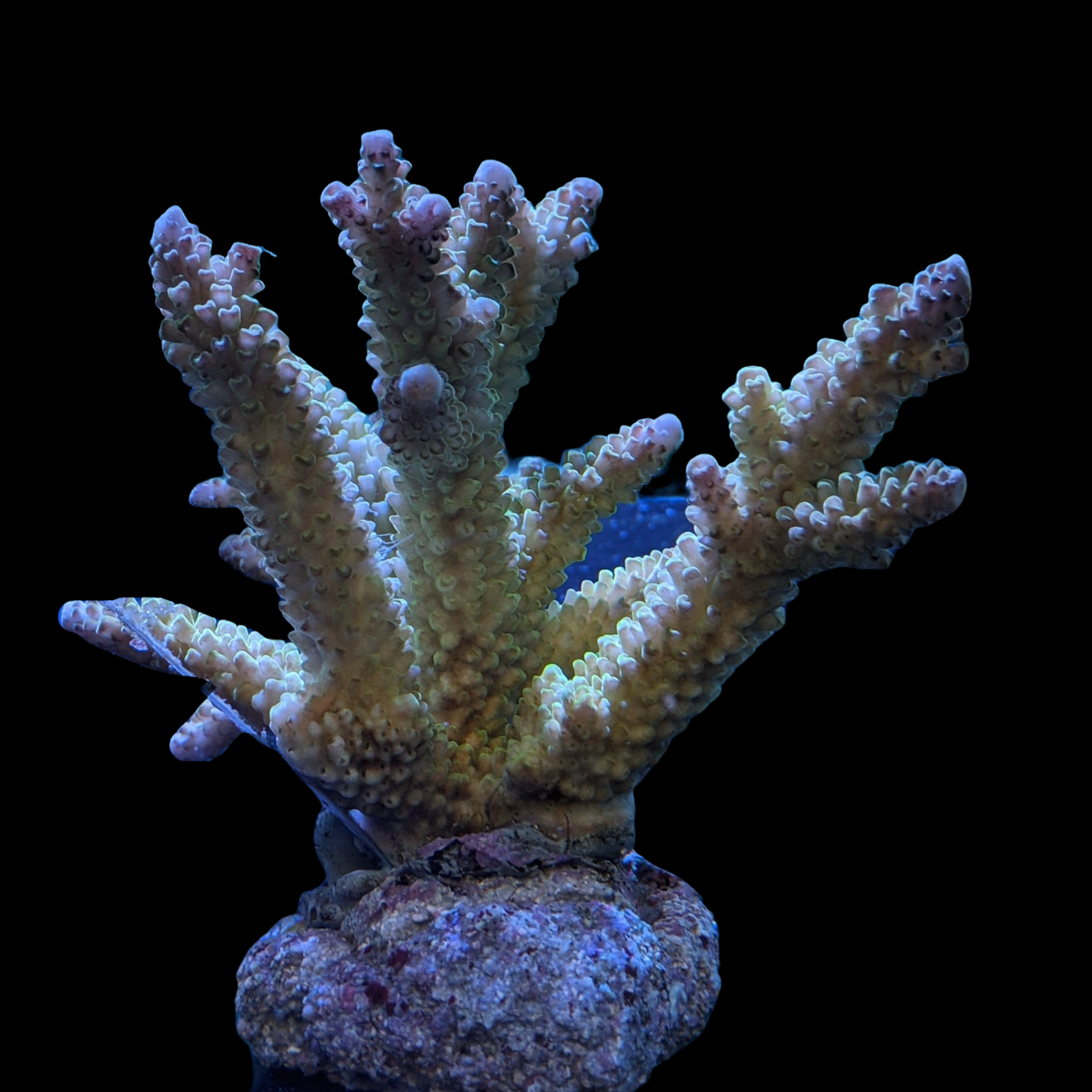 Indonesia Aquacultured Acropora (Collection Only)