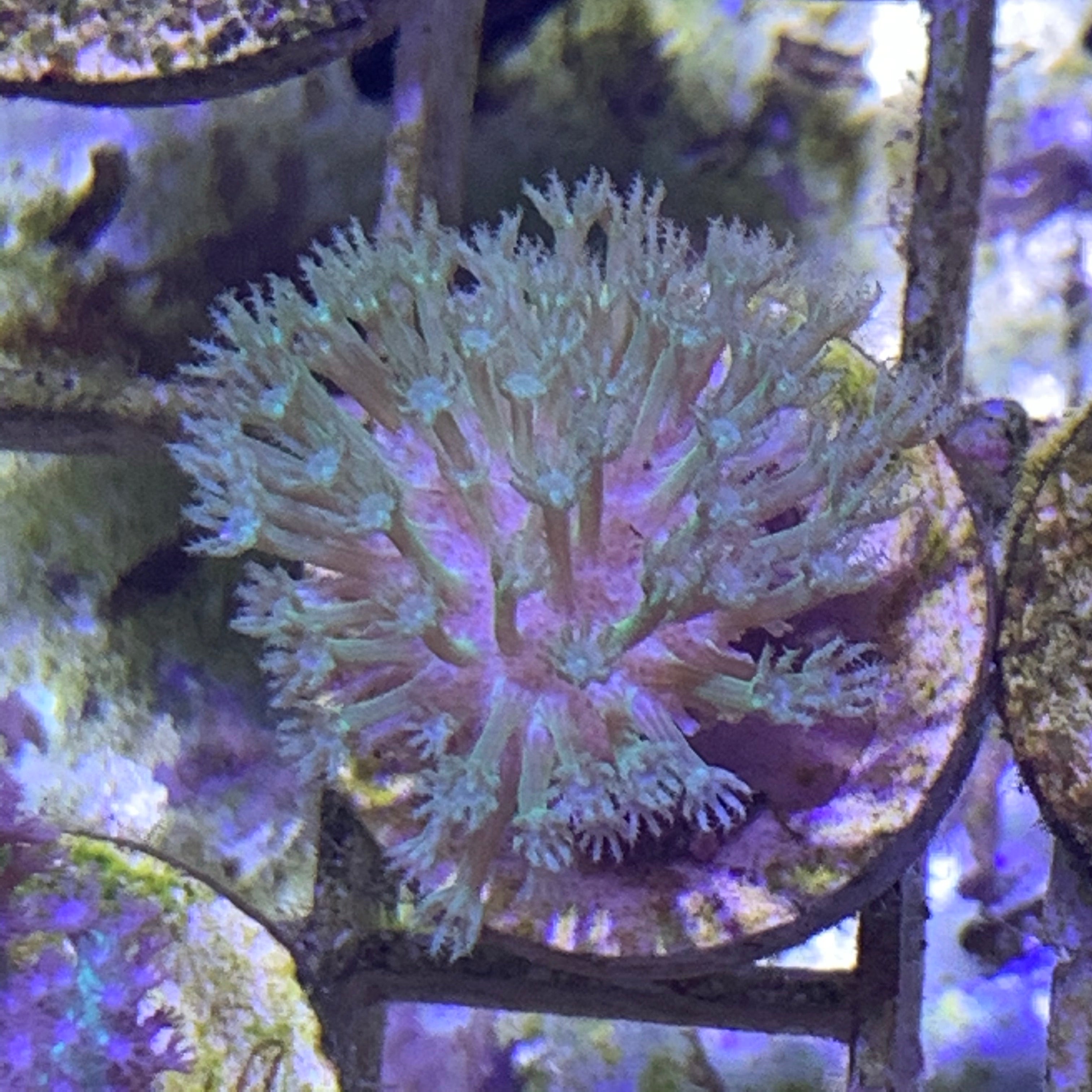 Mini Green Toadstool Coral