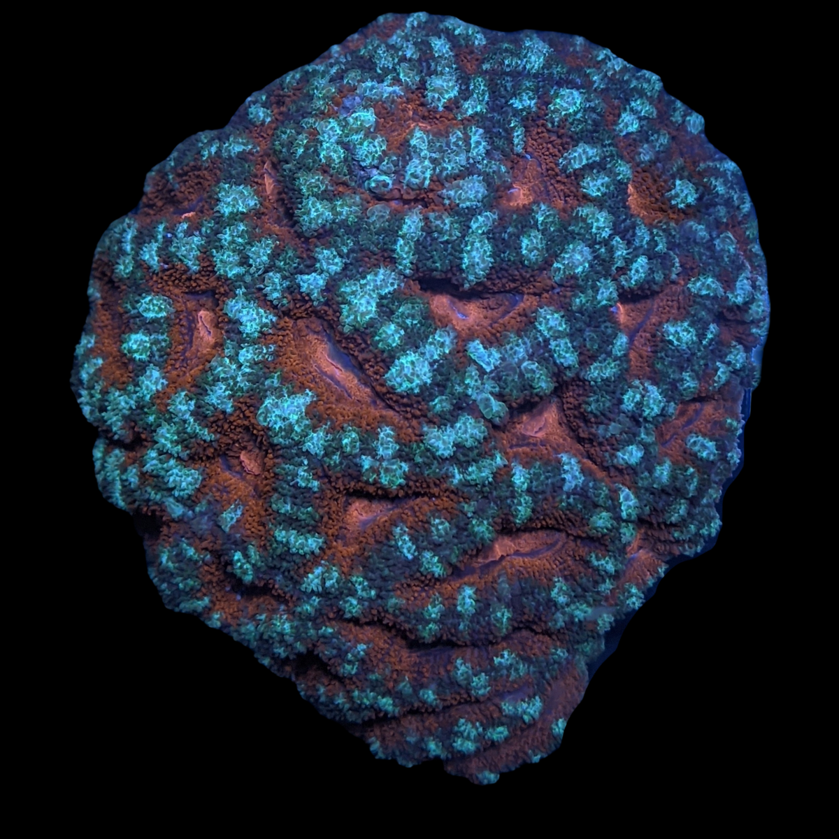 Acanthastrea Lordhowensi Colony