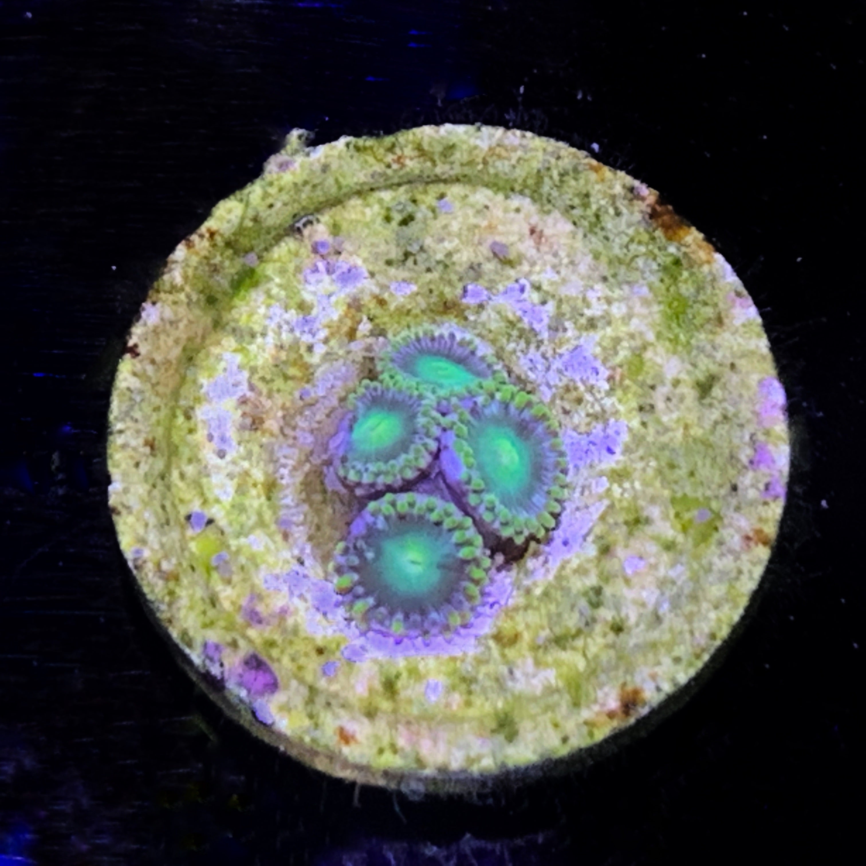 Zoa Frag