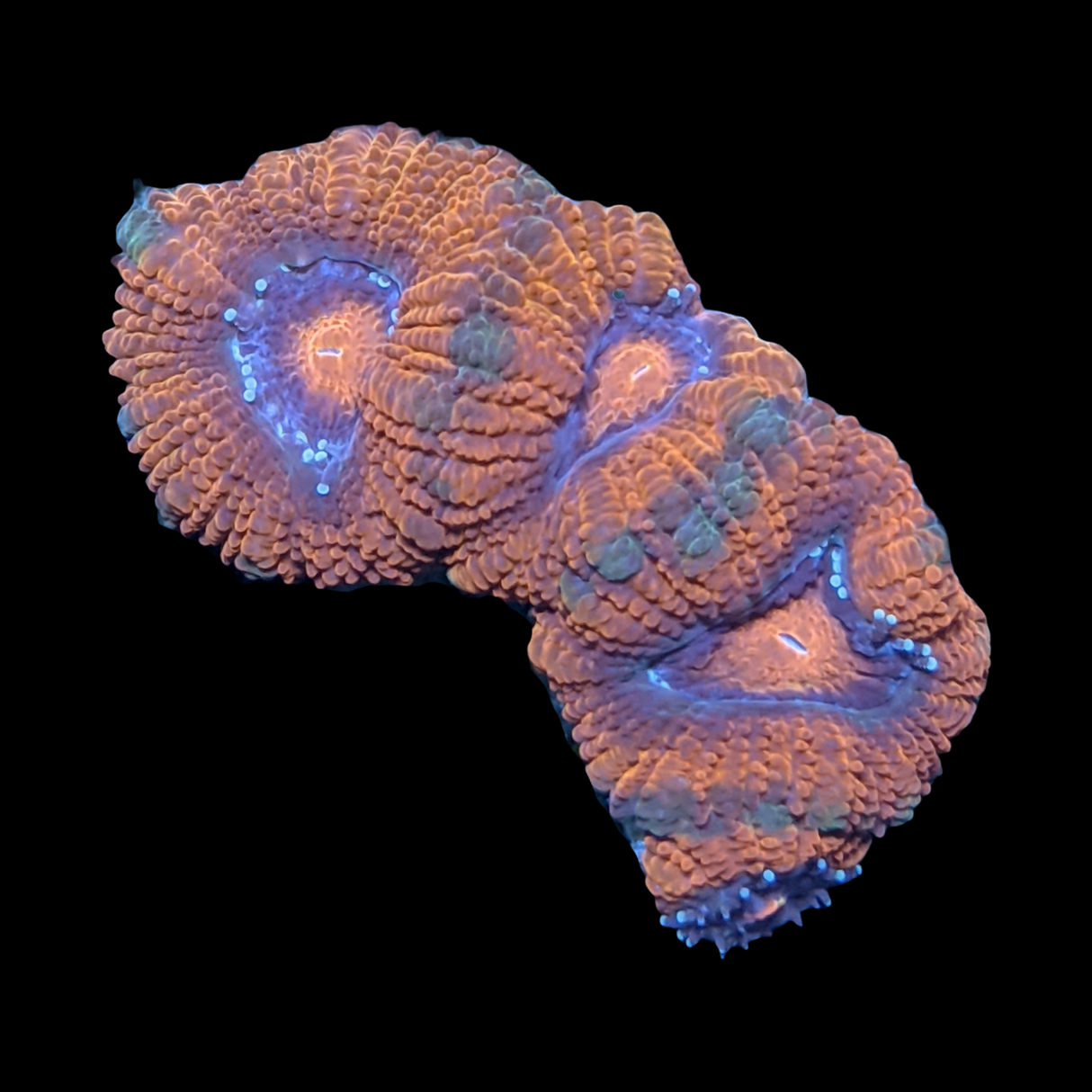 Acanthastrea Lordhowensi