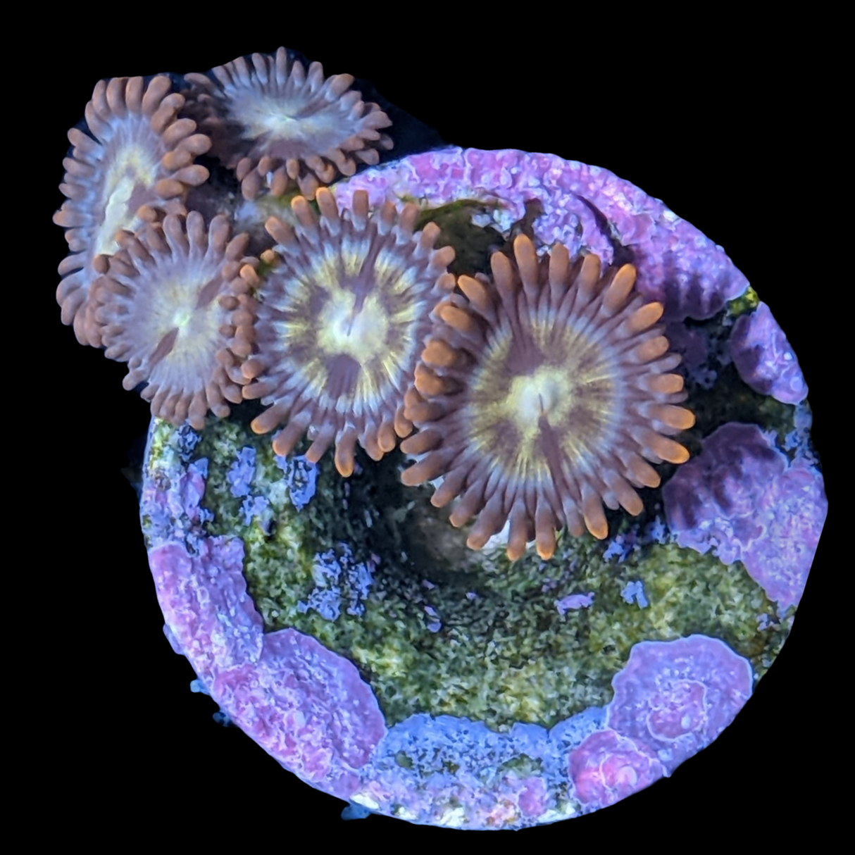 Chocolate Orange Zoa Frag