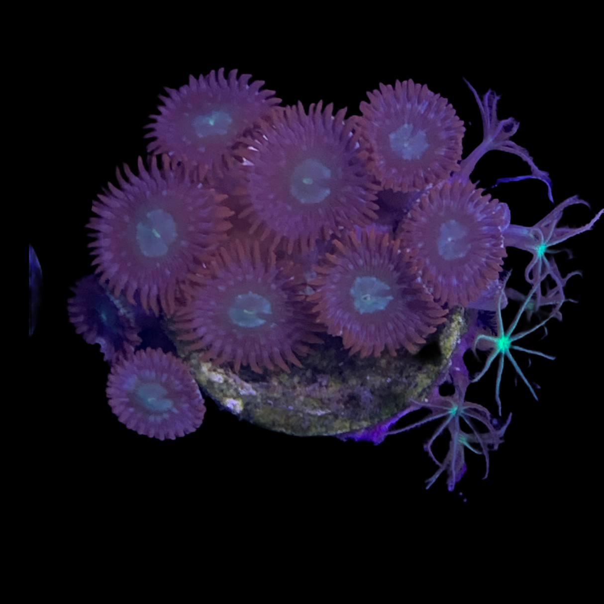 Zoa & Star Polyp Frag