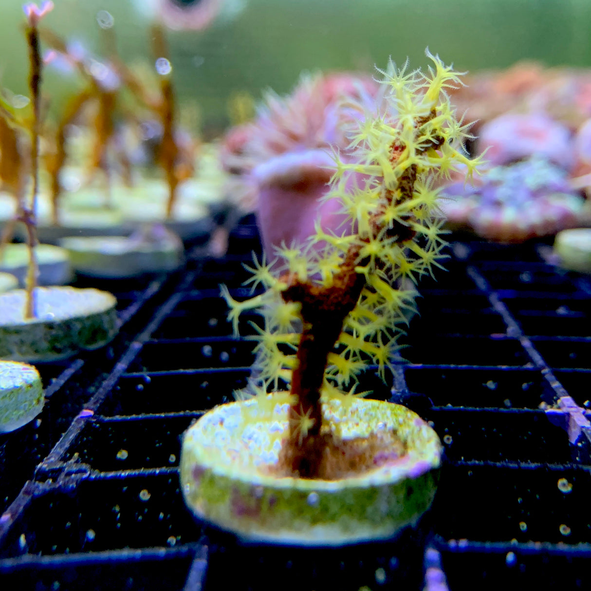 Yellow Polyp Photosynthetic Gorgonian