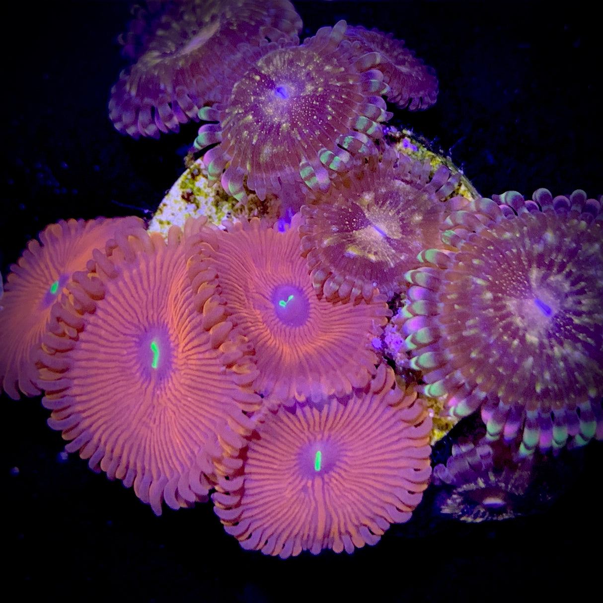 Zoa Frag