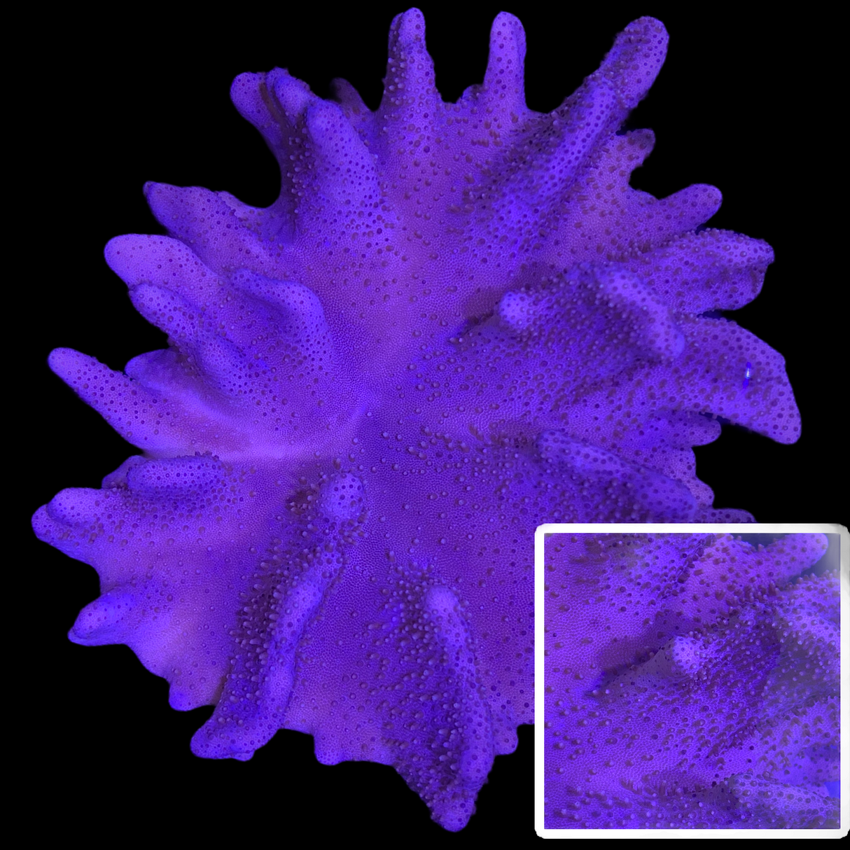 Lobophytum Colony XL
