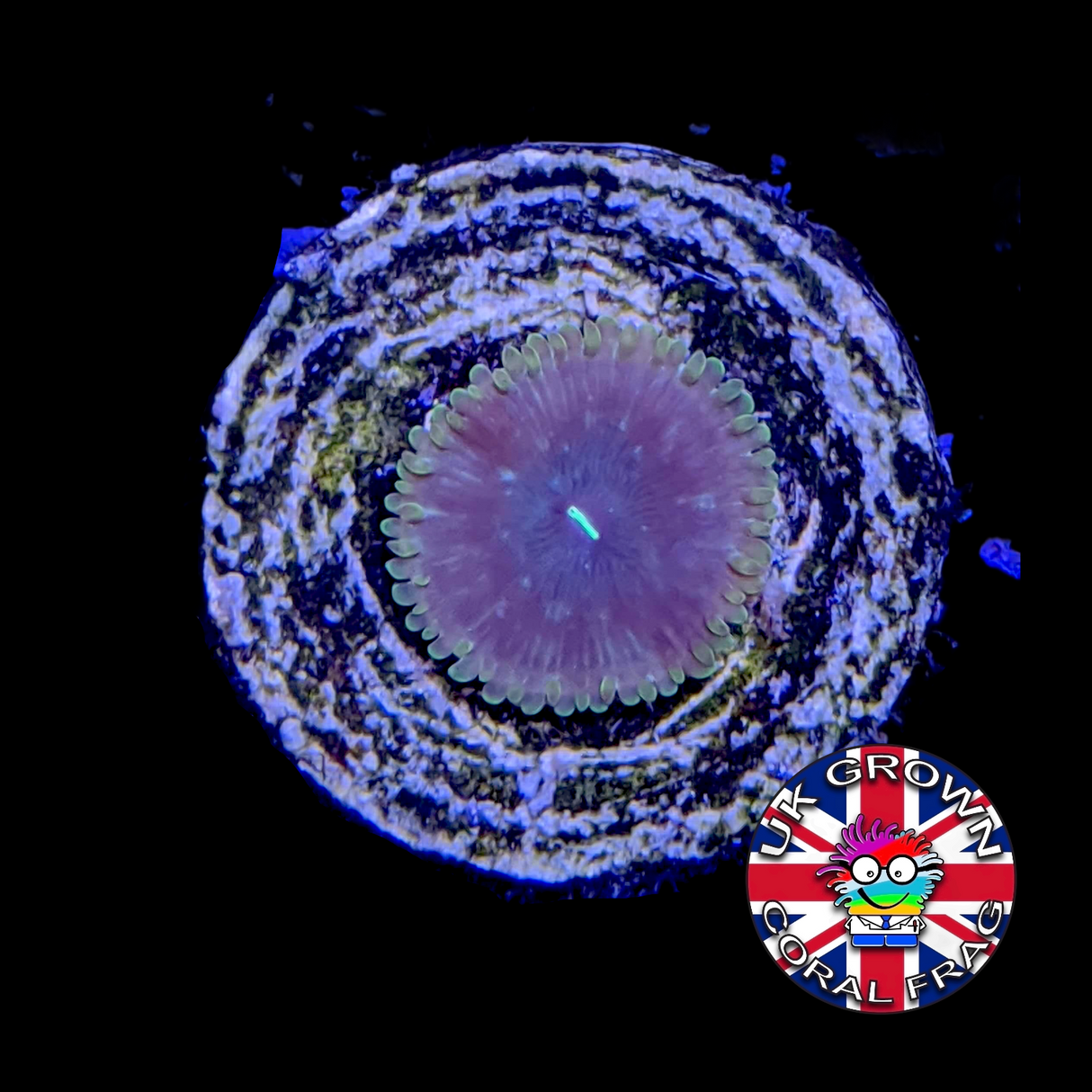 Zoa Frag (UK Grown)