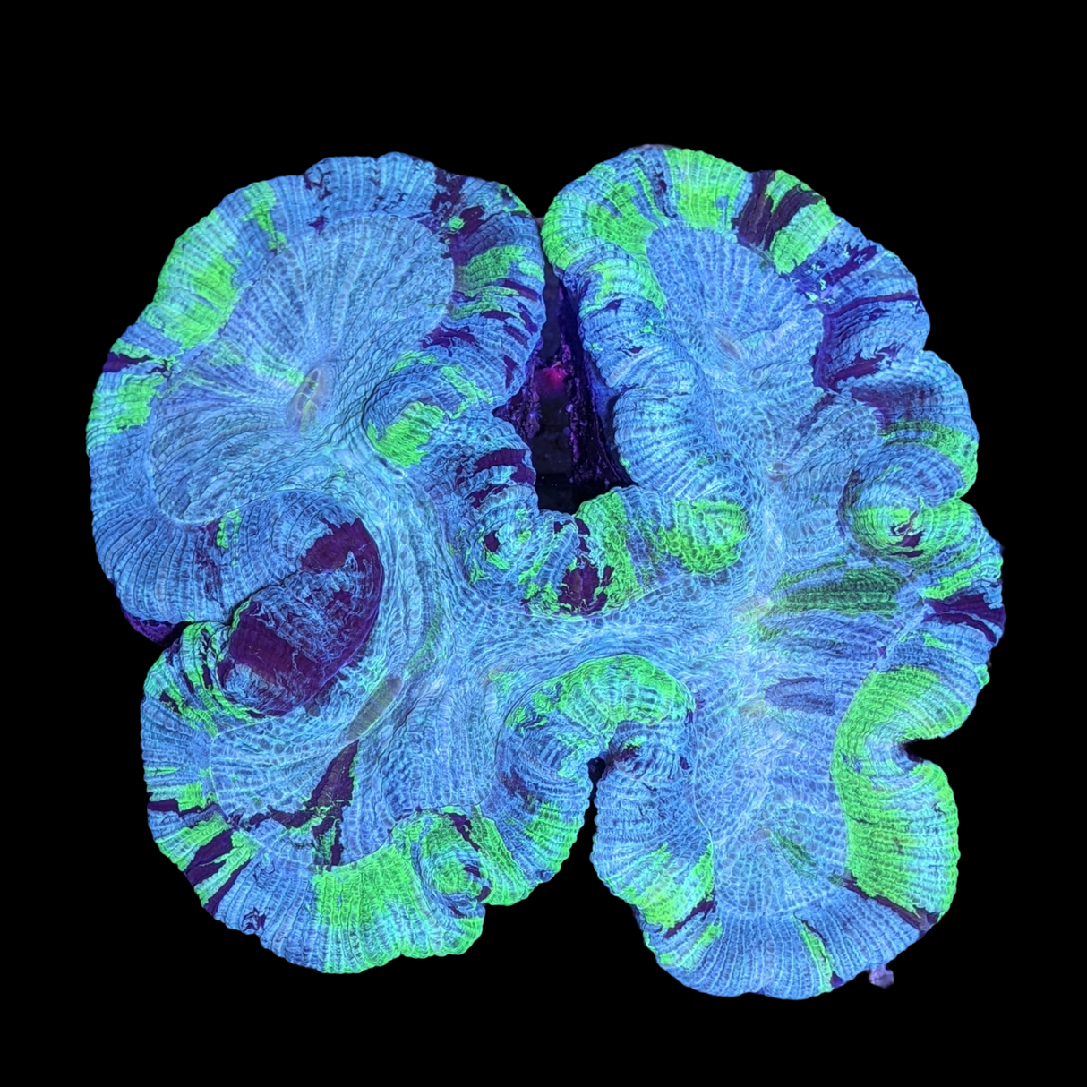 Large Trachyphyllia (Collection Only)