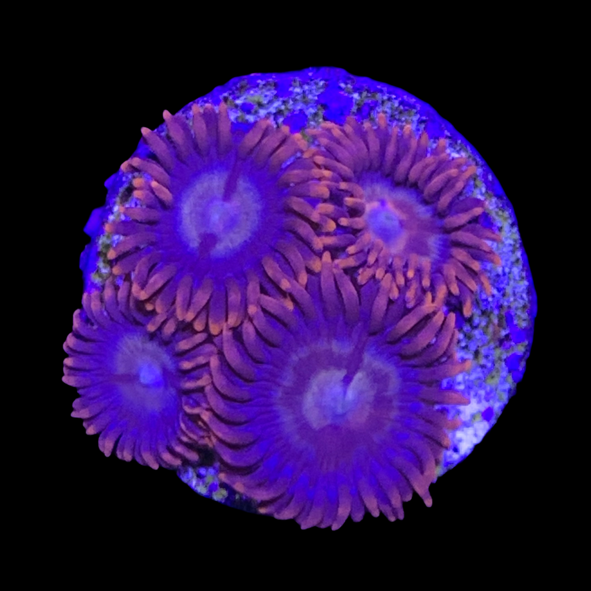 Zoa Frag