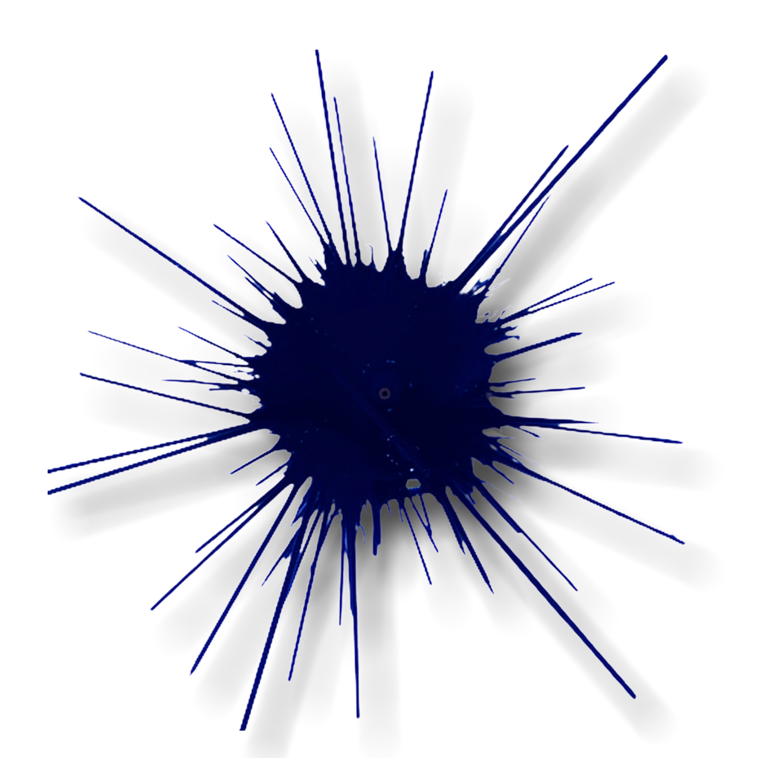 Black Long Spine Urchin (Collection Only)