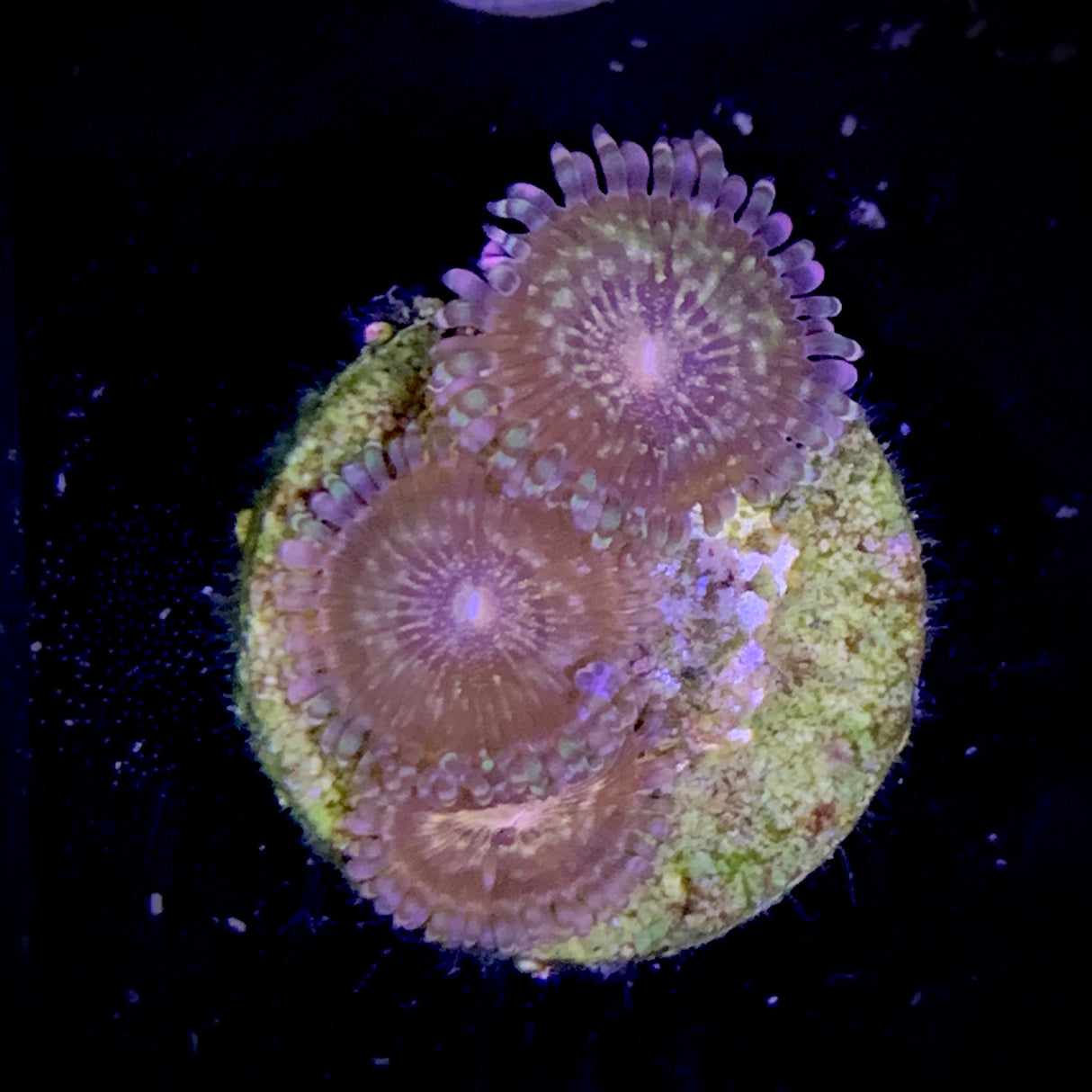 Zoa Frag