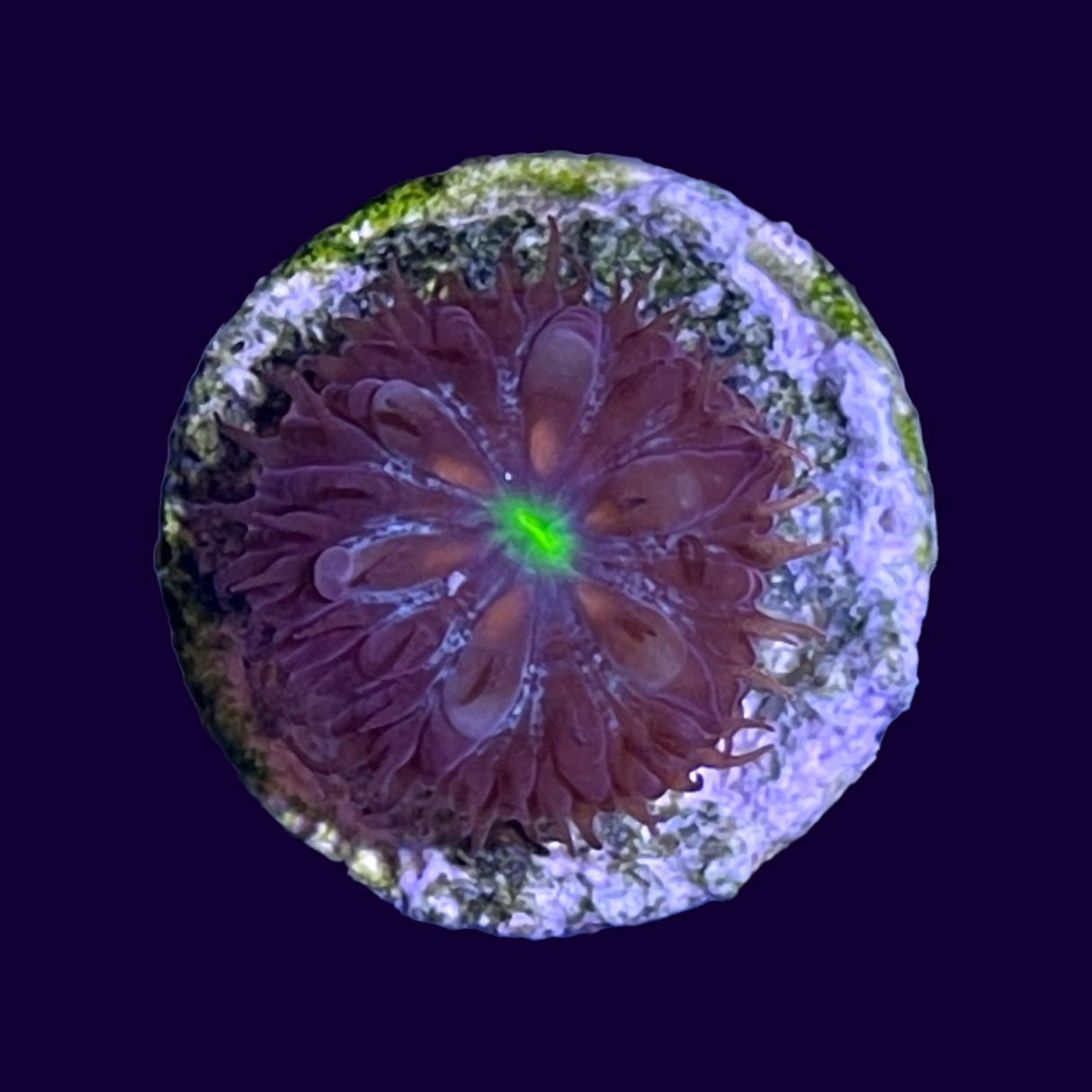 Single Head Red & Green Blastomussa