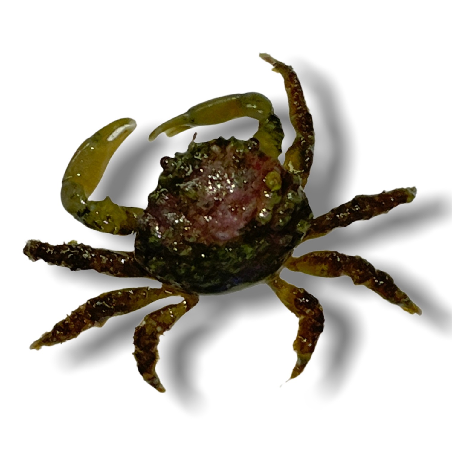 Emerald Crab (Collection Only)