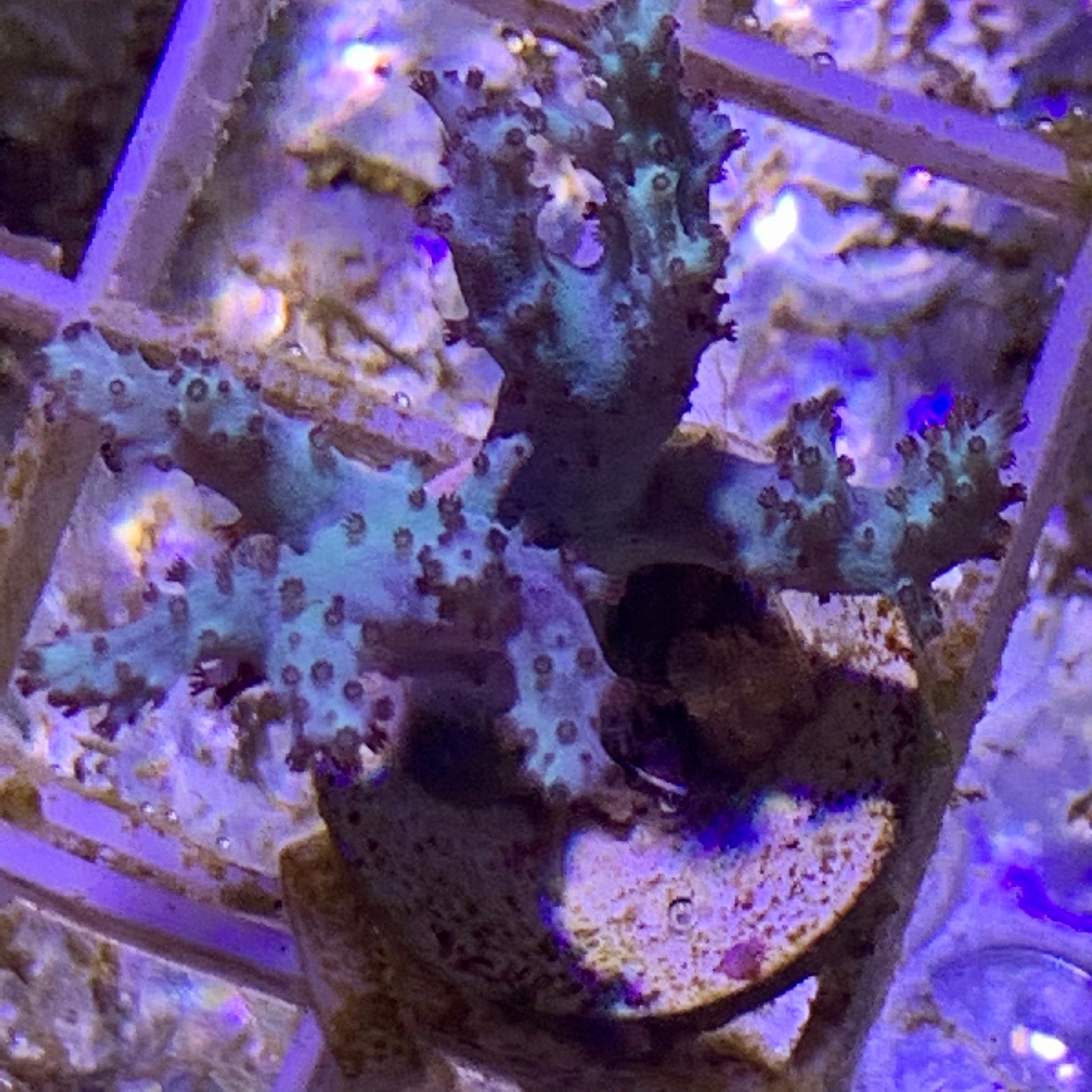 Aqua Blue Sinularia Leather Coral