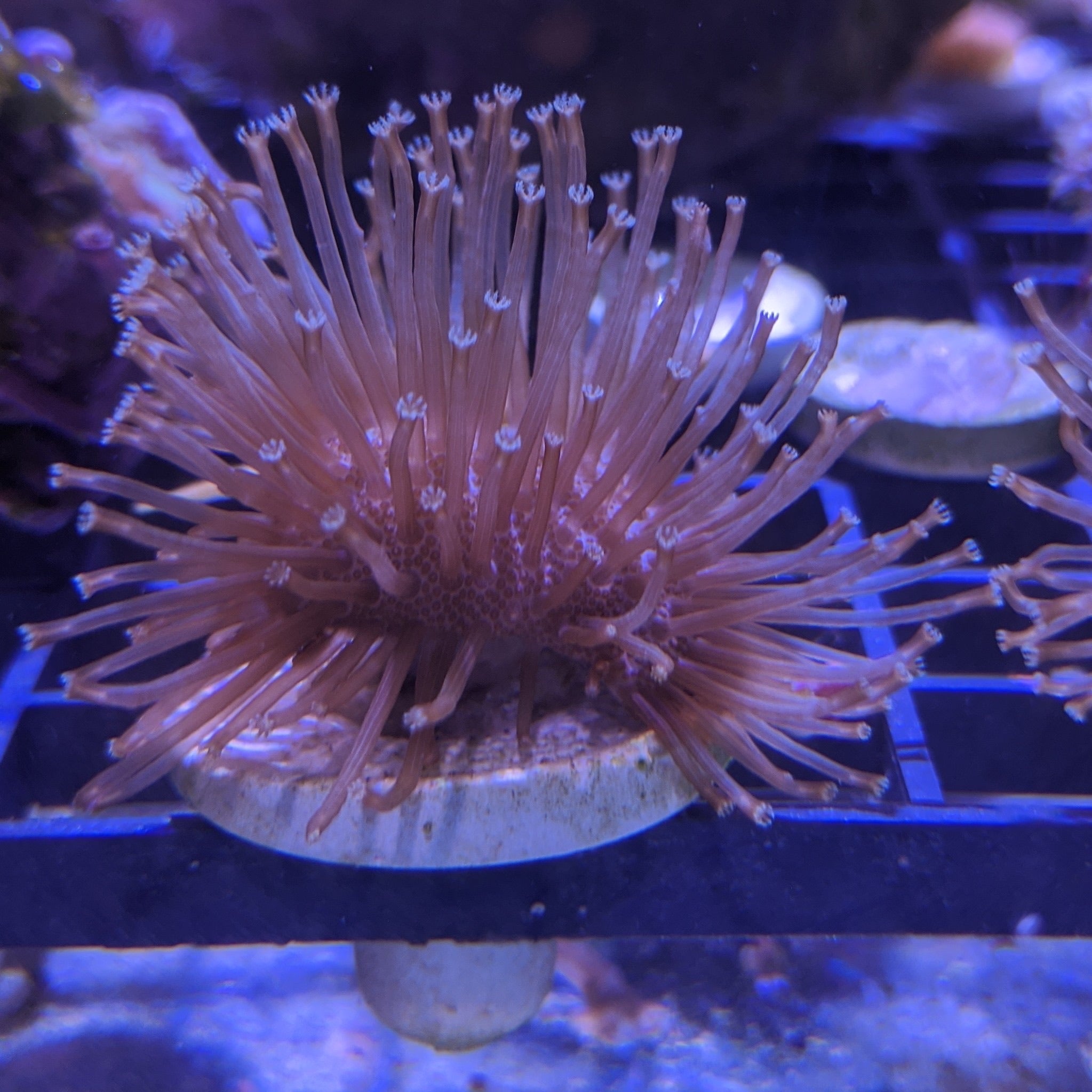 Toadstool Coral