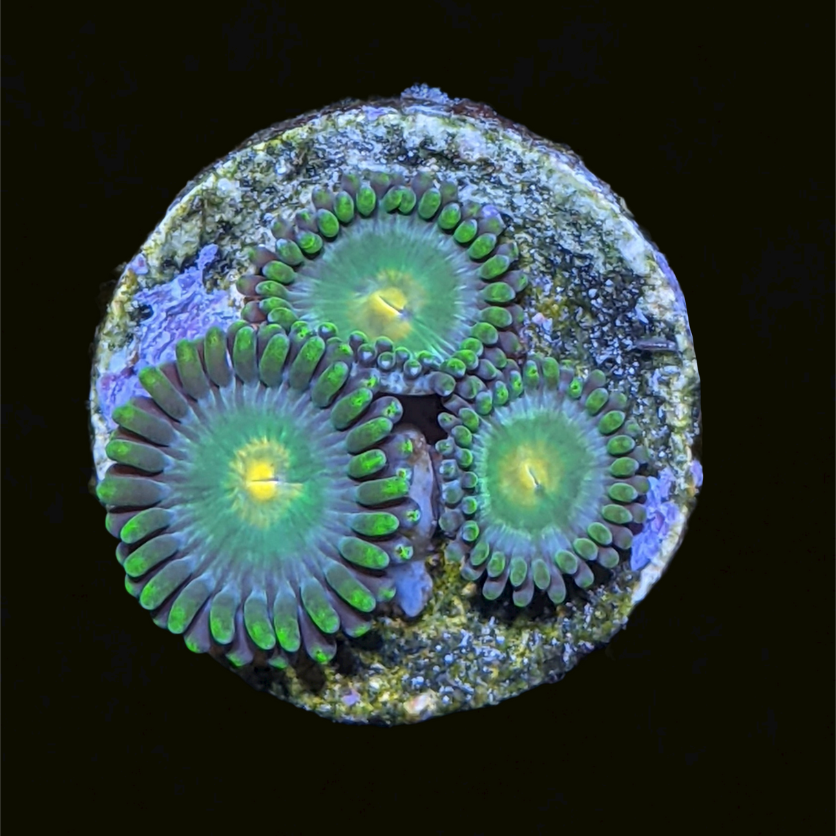 John Deere Zoa Frag