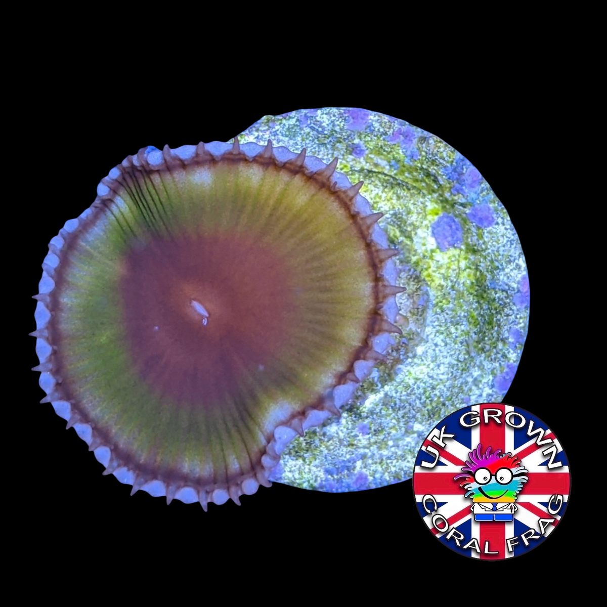 Grandis Paly Zoa Frag (UK Grown)