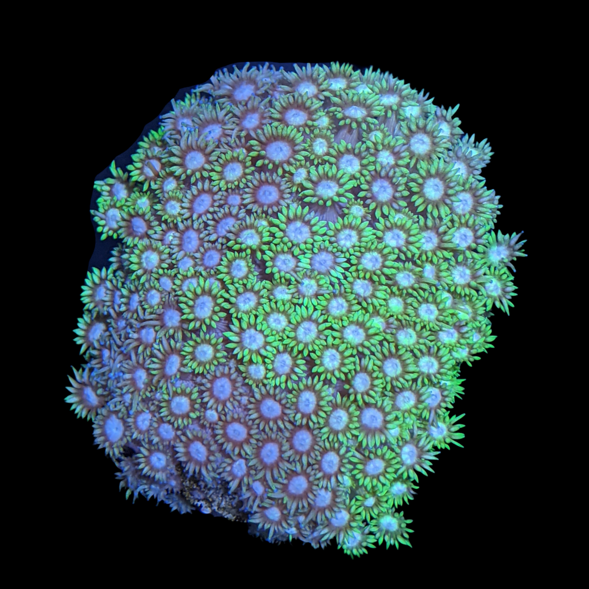 Two Tone Goniopora (collection Only)