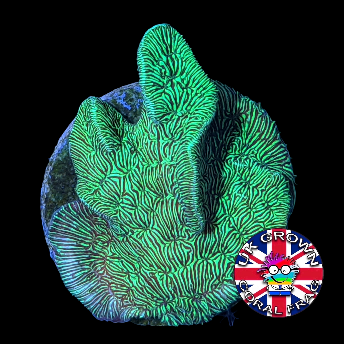 Metallic Green Pavona (UK Grown)
