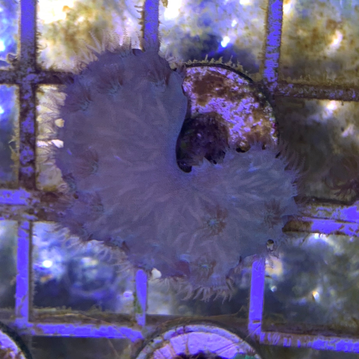 Cabbage Coral