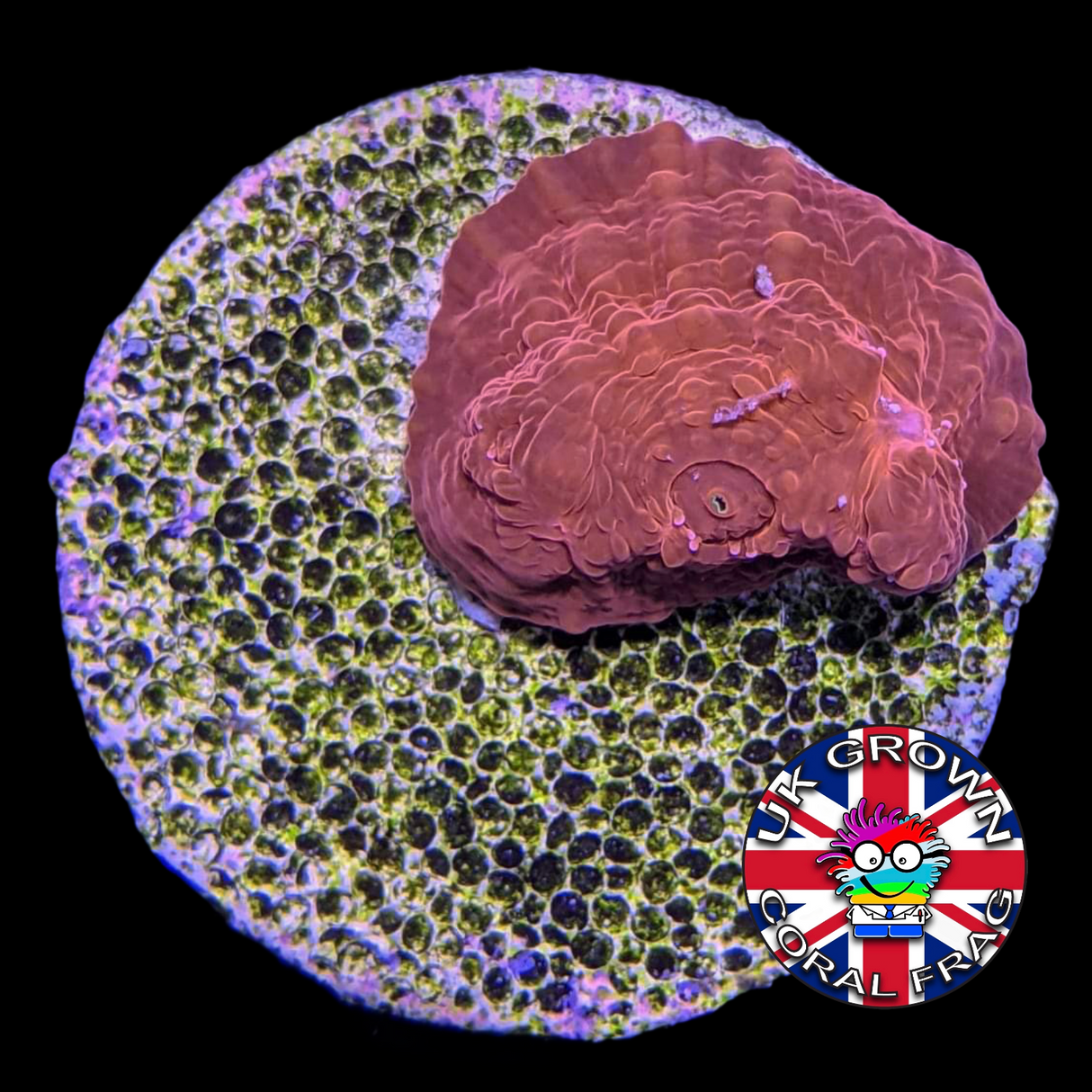Red Lava Chalice (UK Grown)
