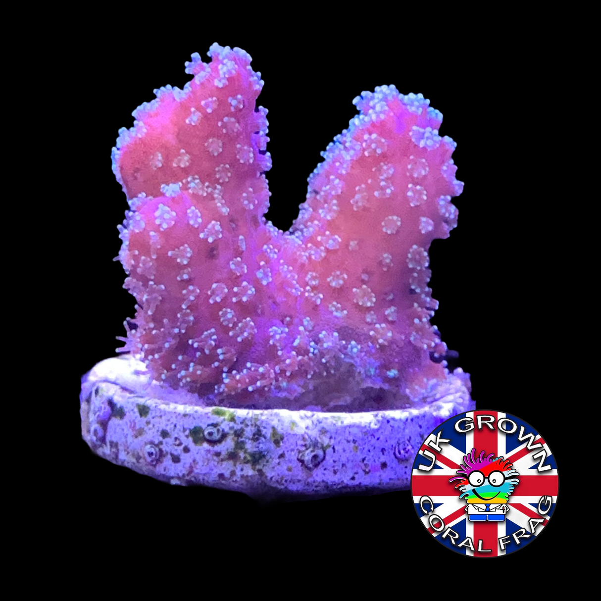 Pink Stylophora Pistillata (UK Grown)