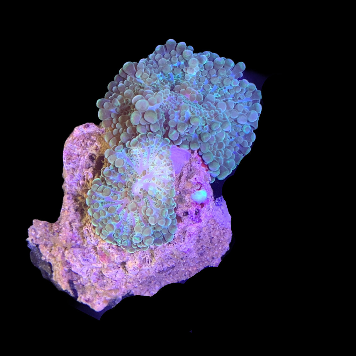 Ricordia Yuma Mushroom