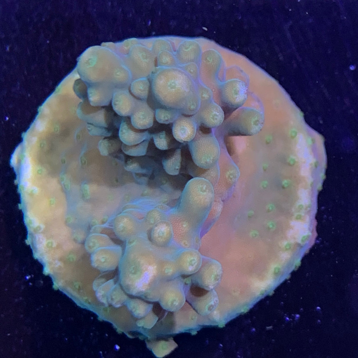 Acropora Frag