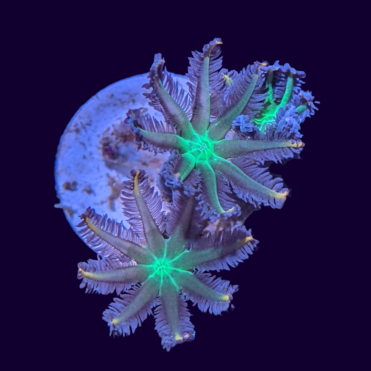 Clove Polyp