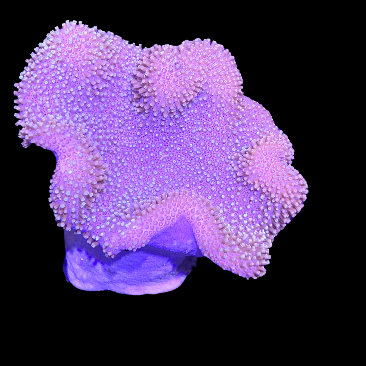 Medium Toadstool