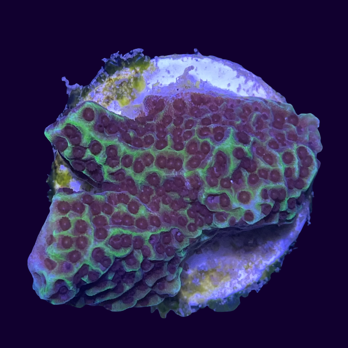 Confusa Montipora