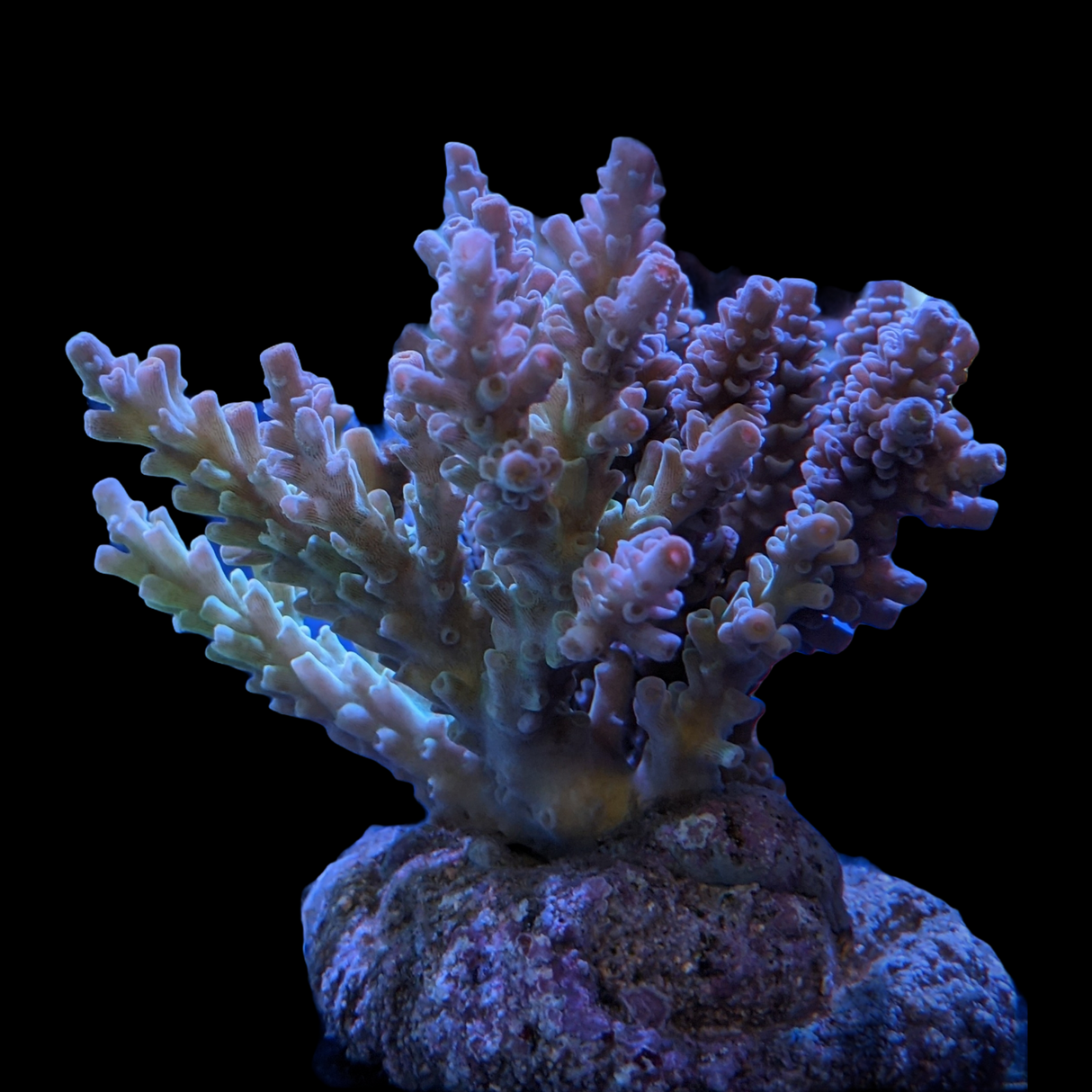 Indonesia Aquacultured Acropora (Collection Only)