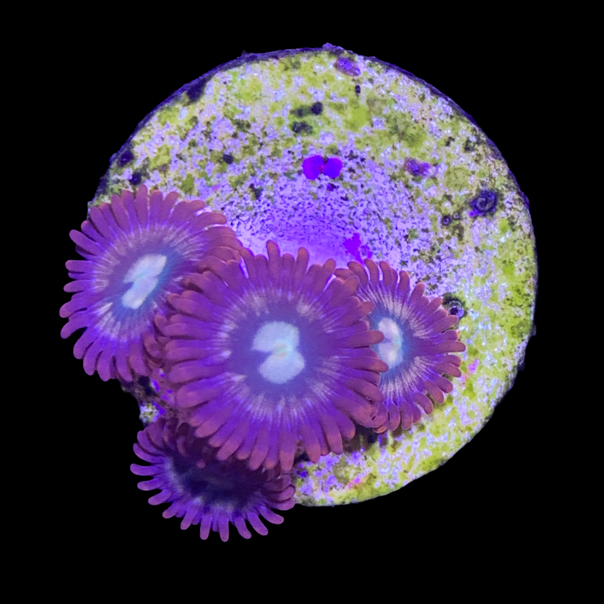 Zoa Frag