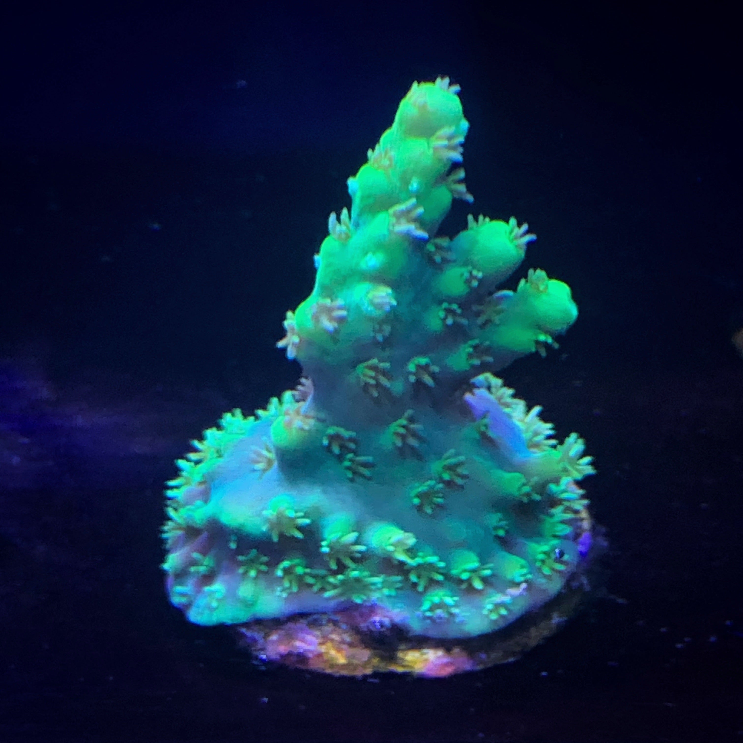 Acropora Frag