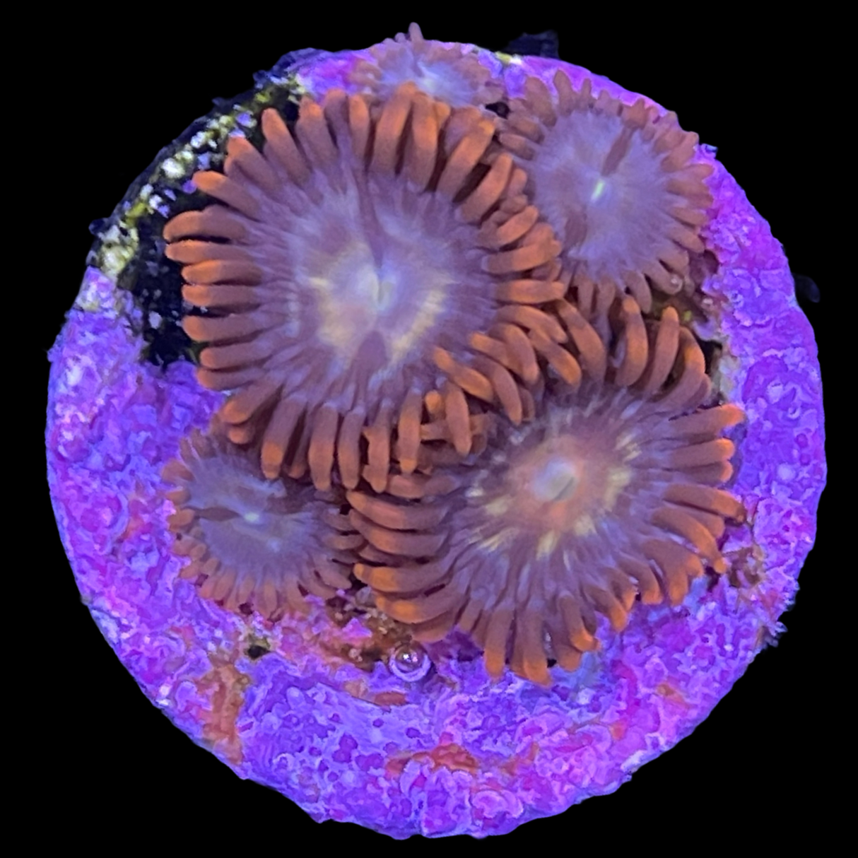 Chocolate Orange Zoa Frag
