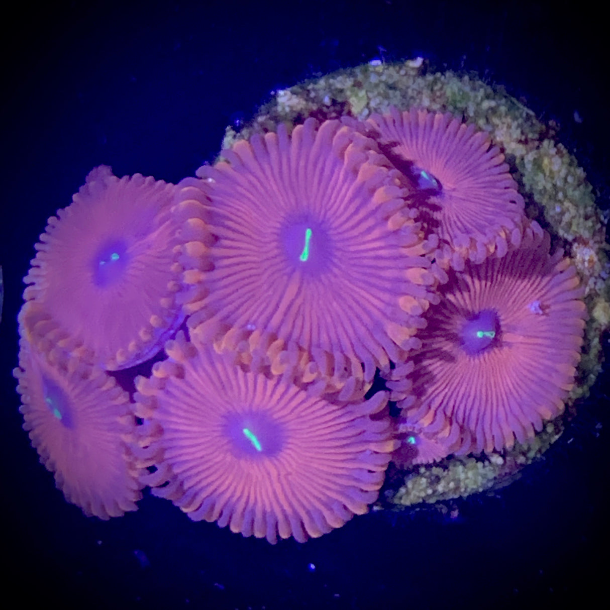 Zoa Frag