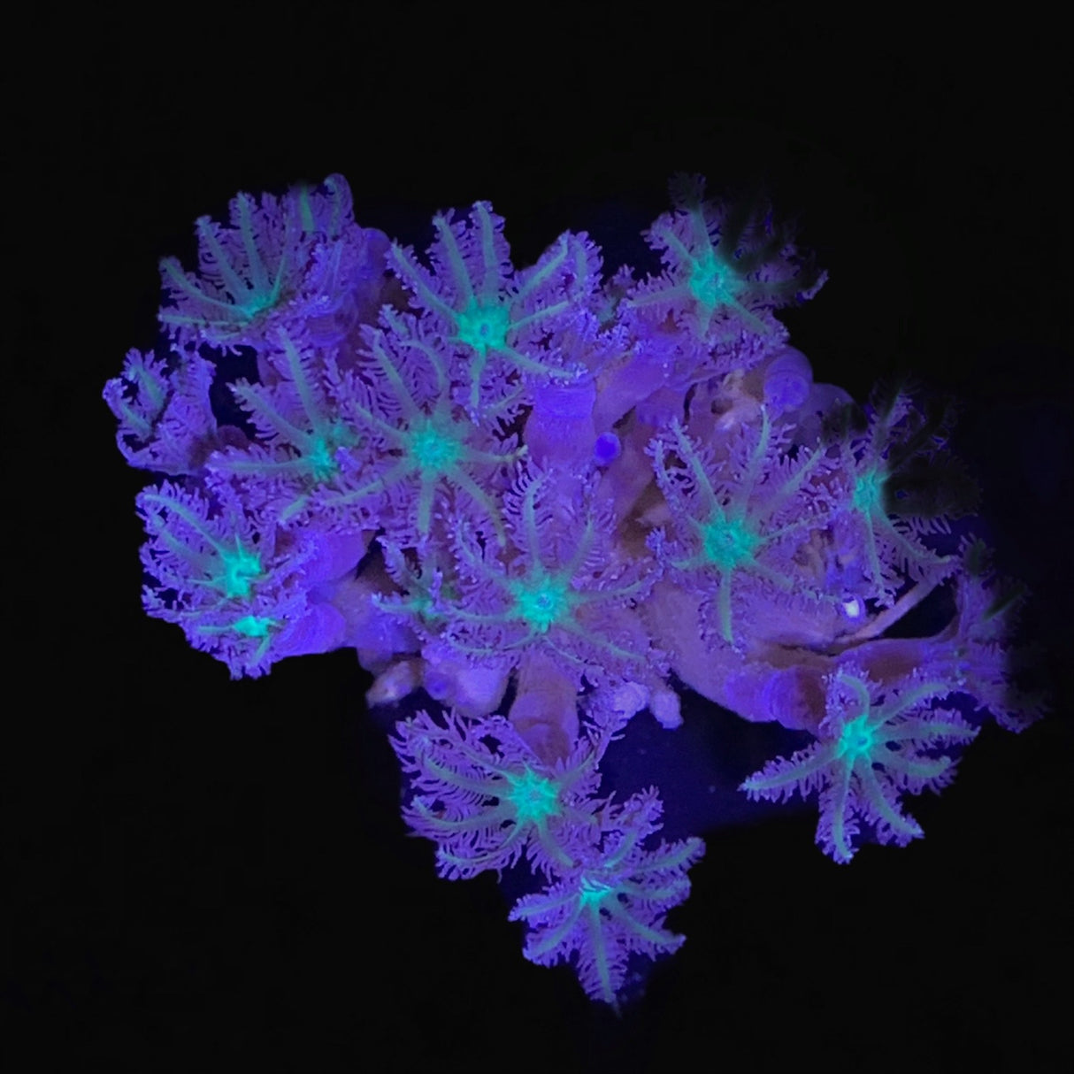 Clove Polyp