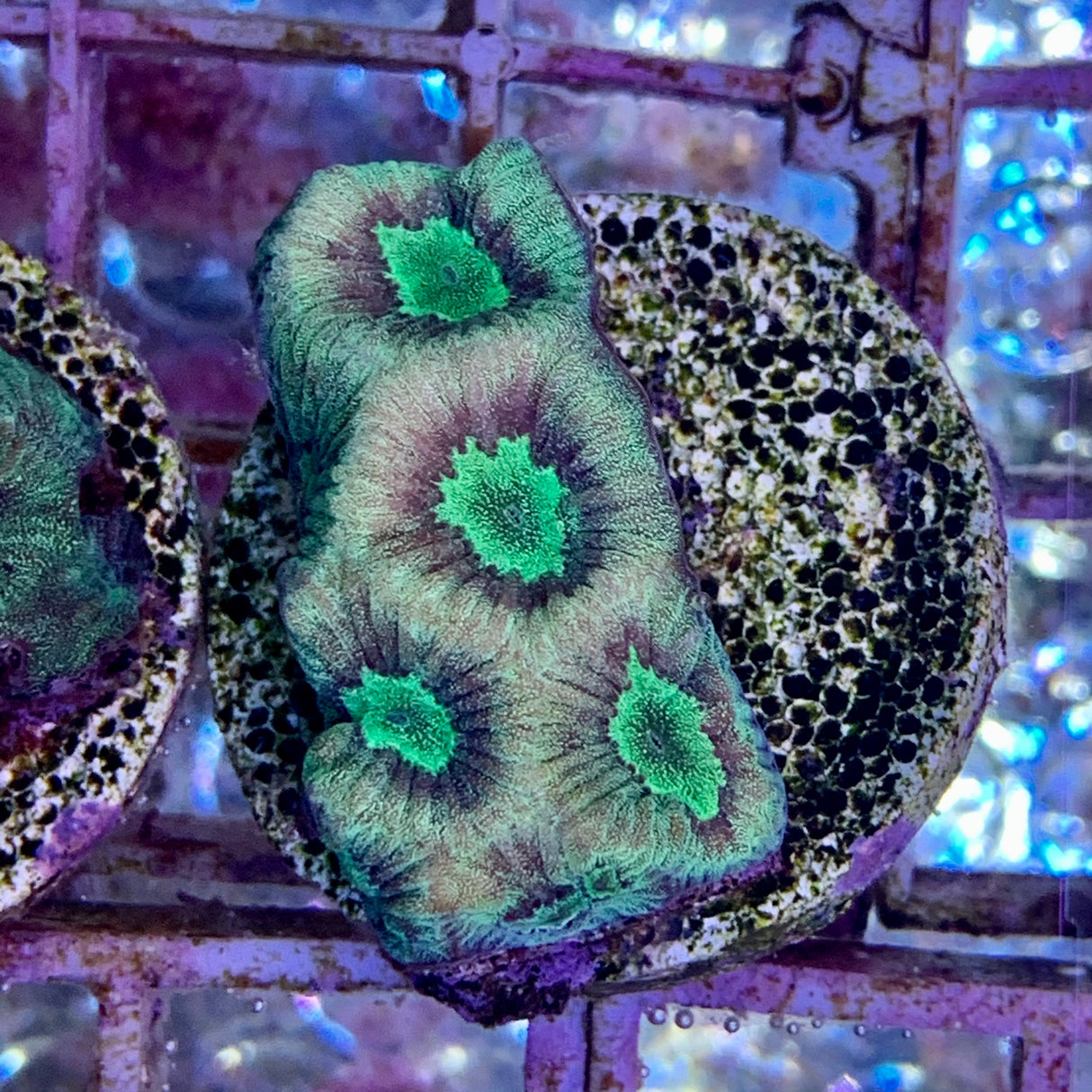 Favia Coral