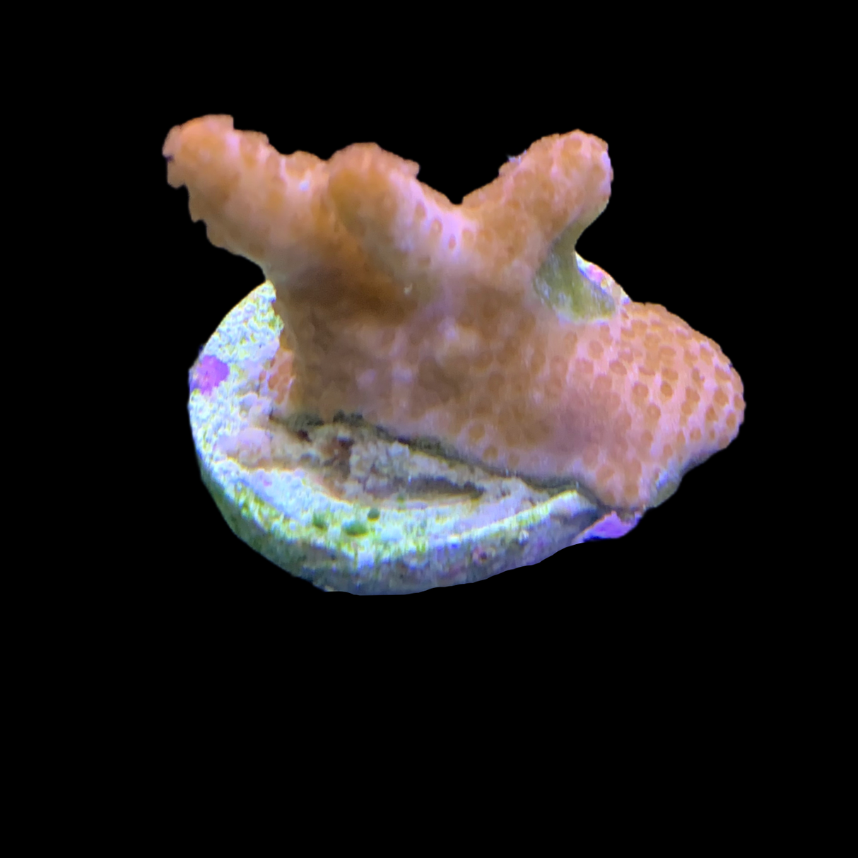 Rusty Montipora digitata