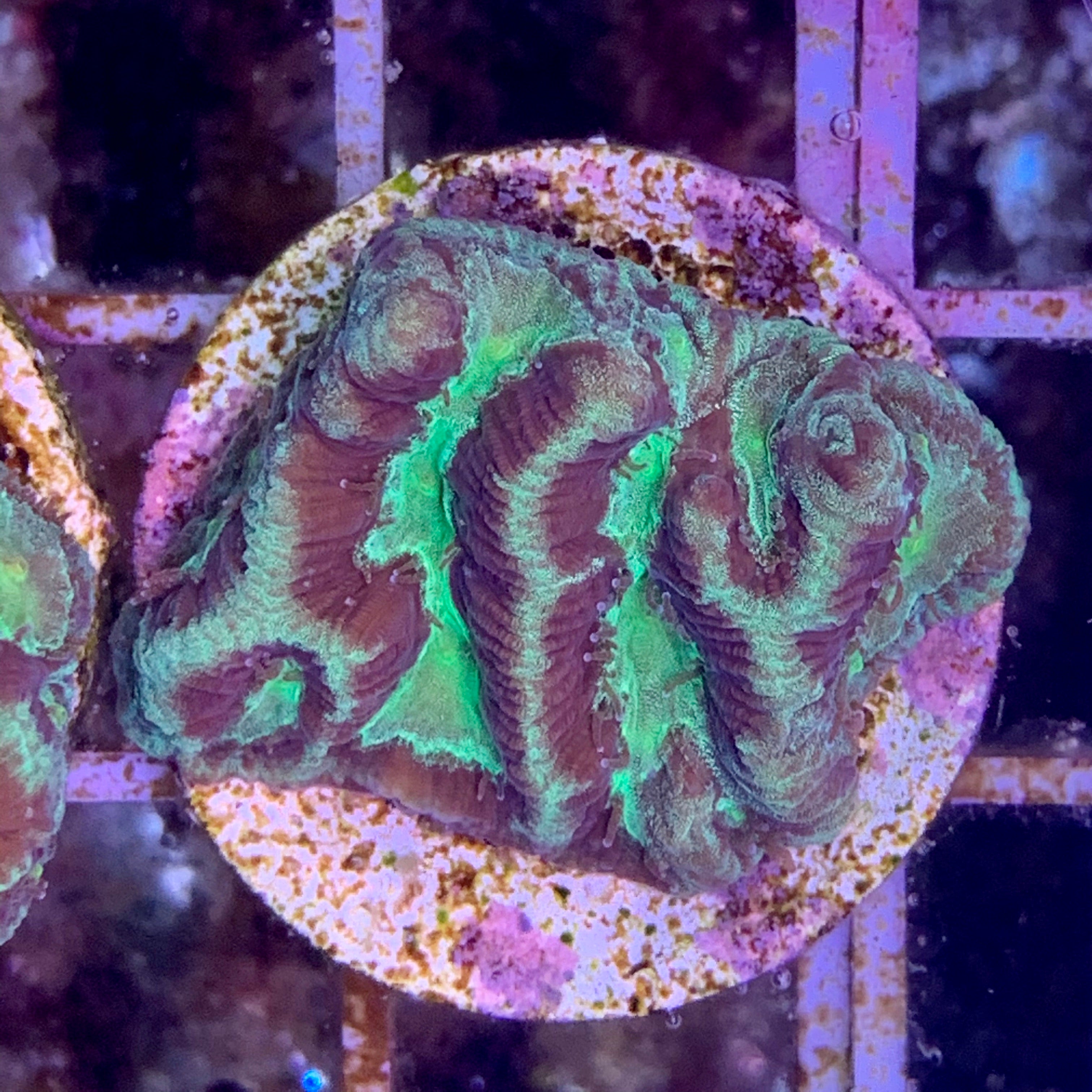 Toxic Green Platygyra Coral