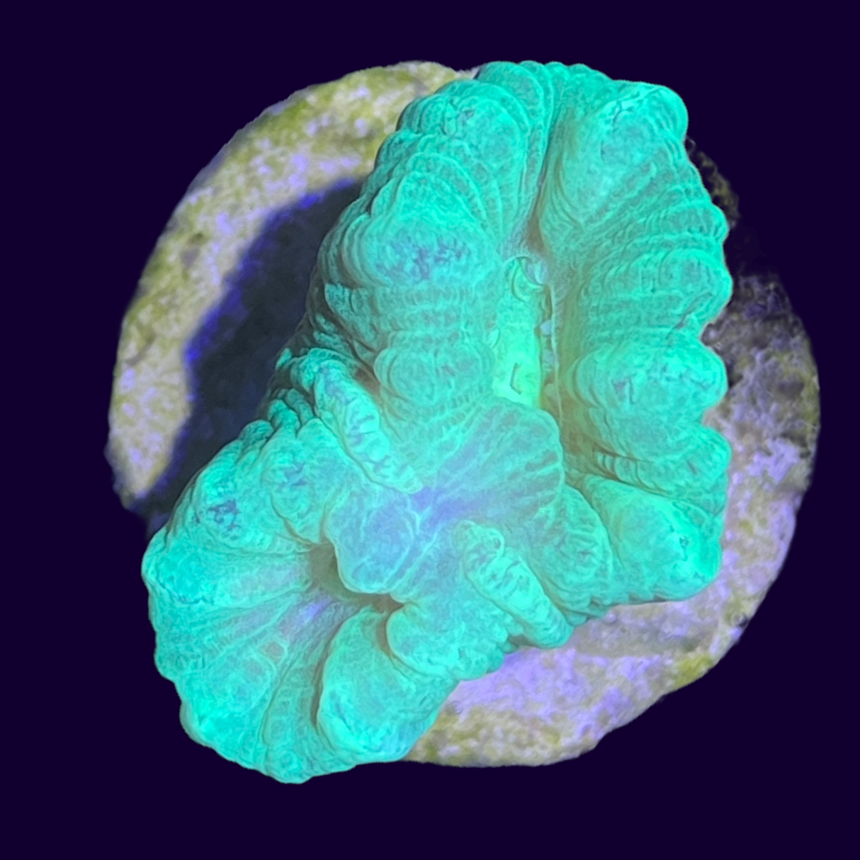 Neon Green Candy Cane