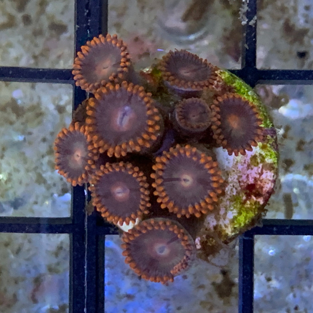 9 Polyp Zoa frag