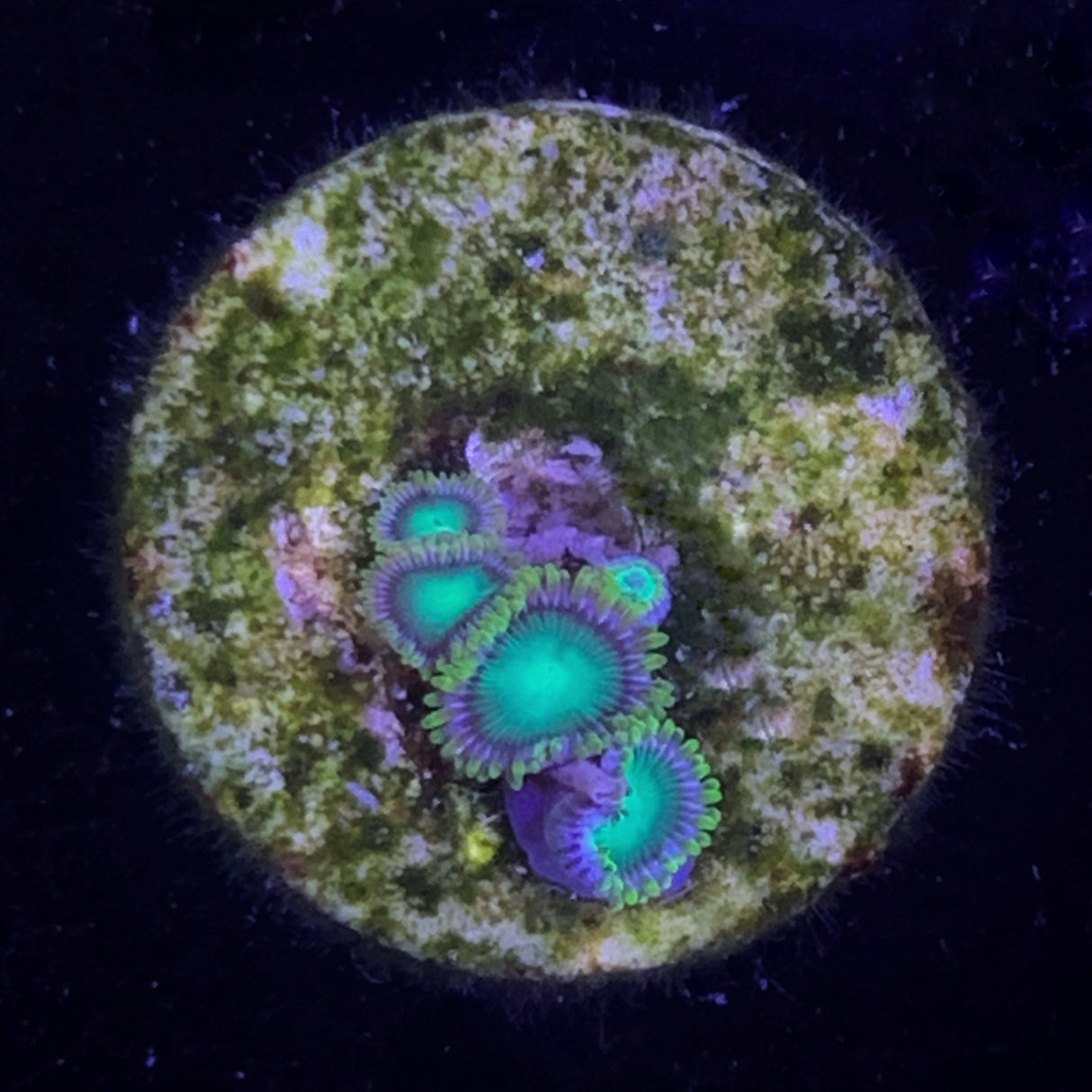 Zoa Frag