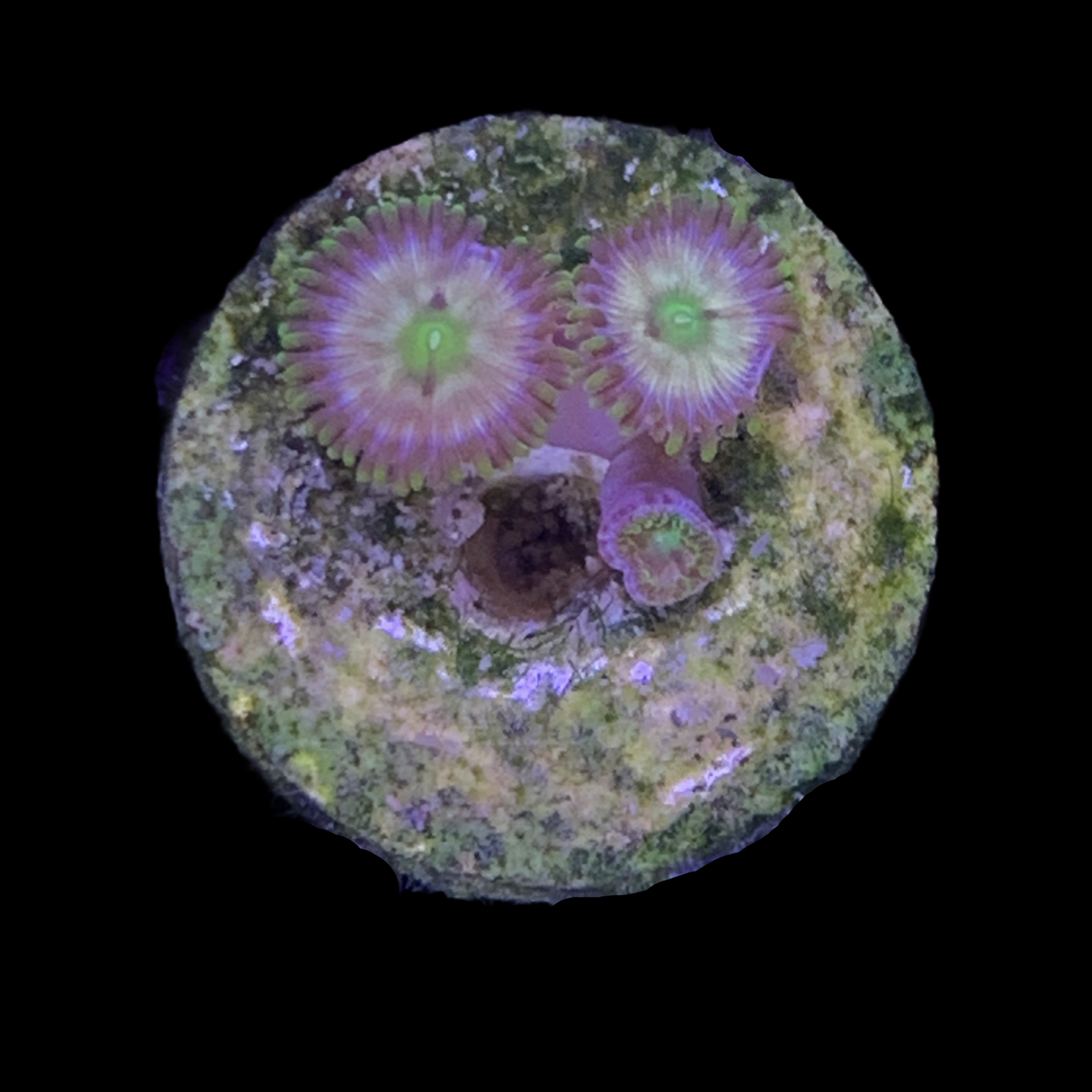 Zoa Frag (UK Grown)