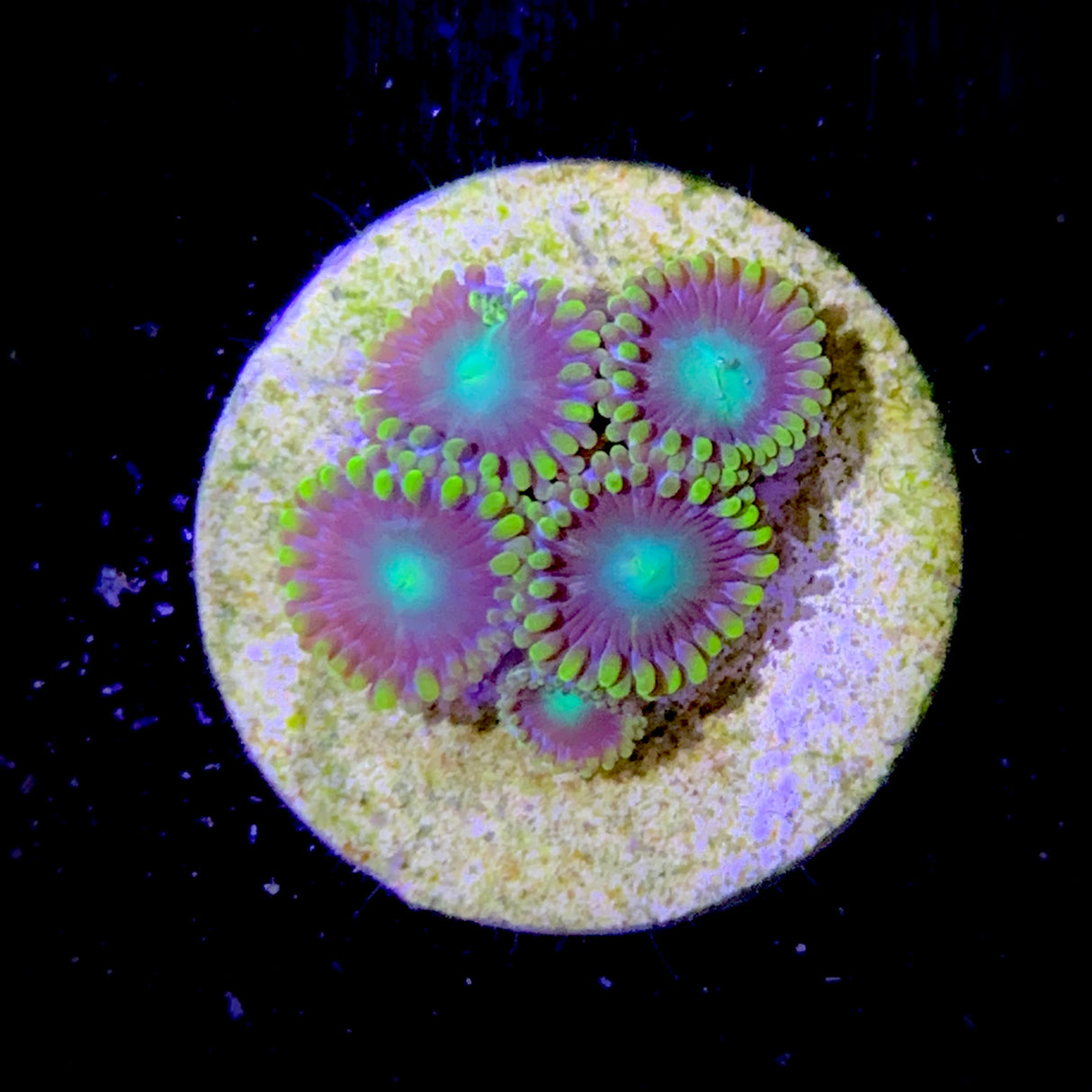 Zoa Frag