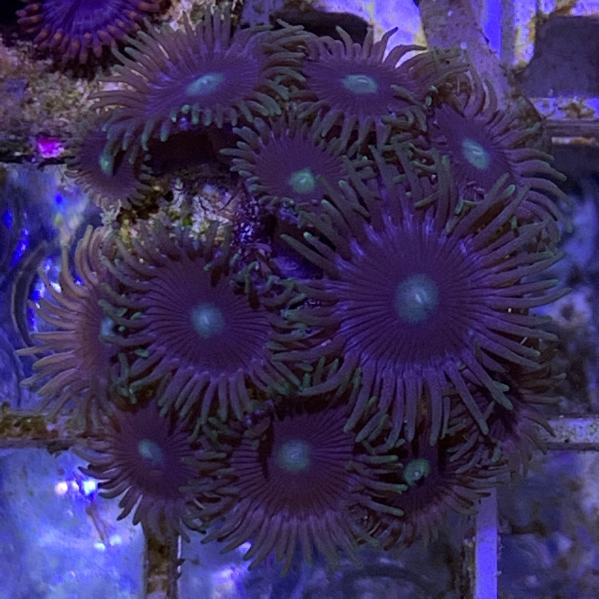 Zoa frag