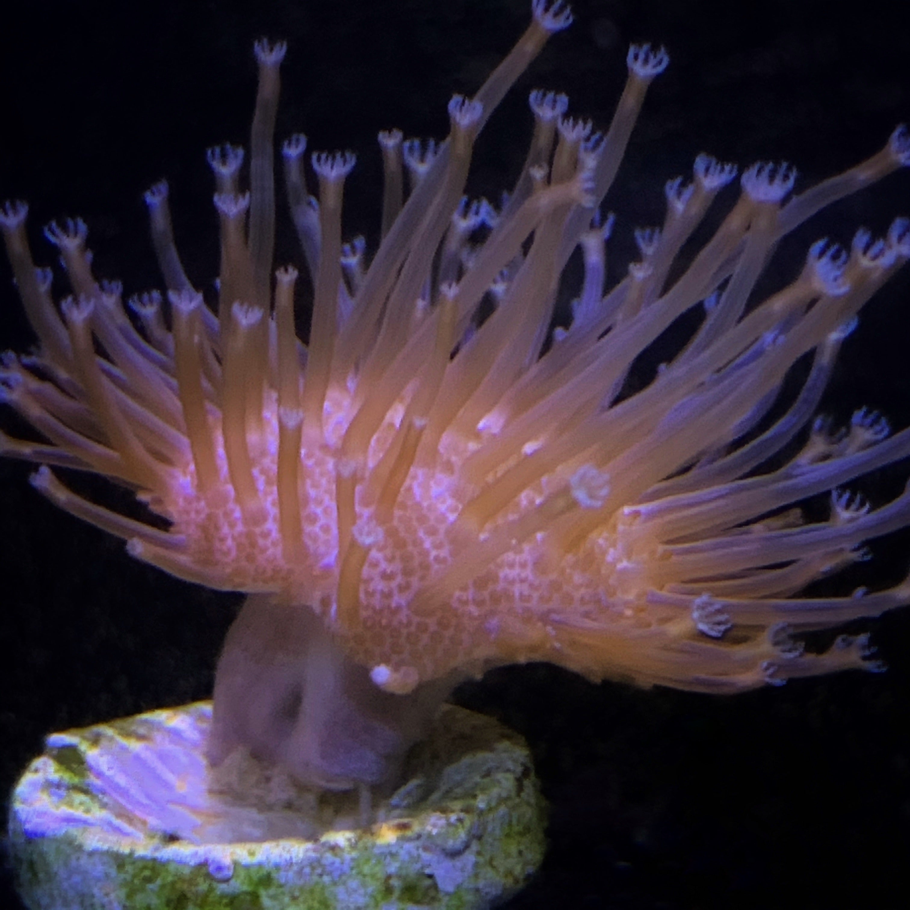 Toadstool coral