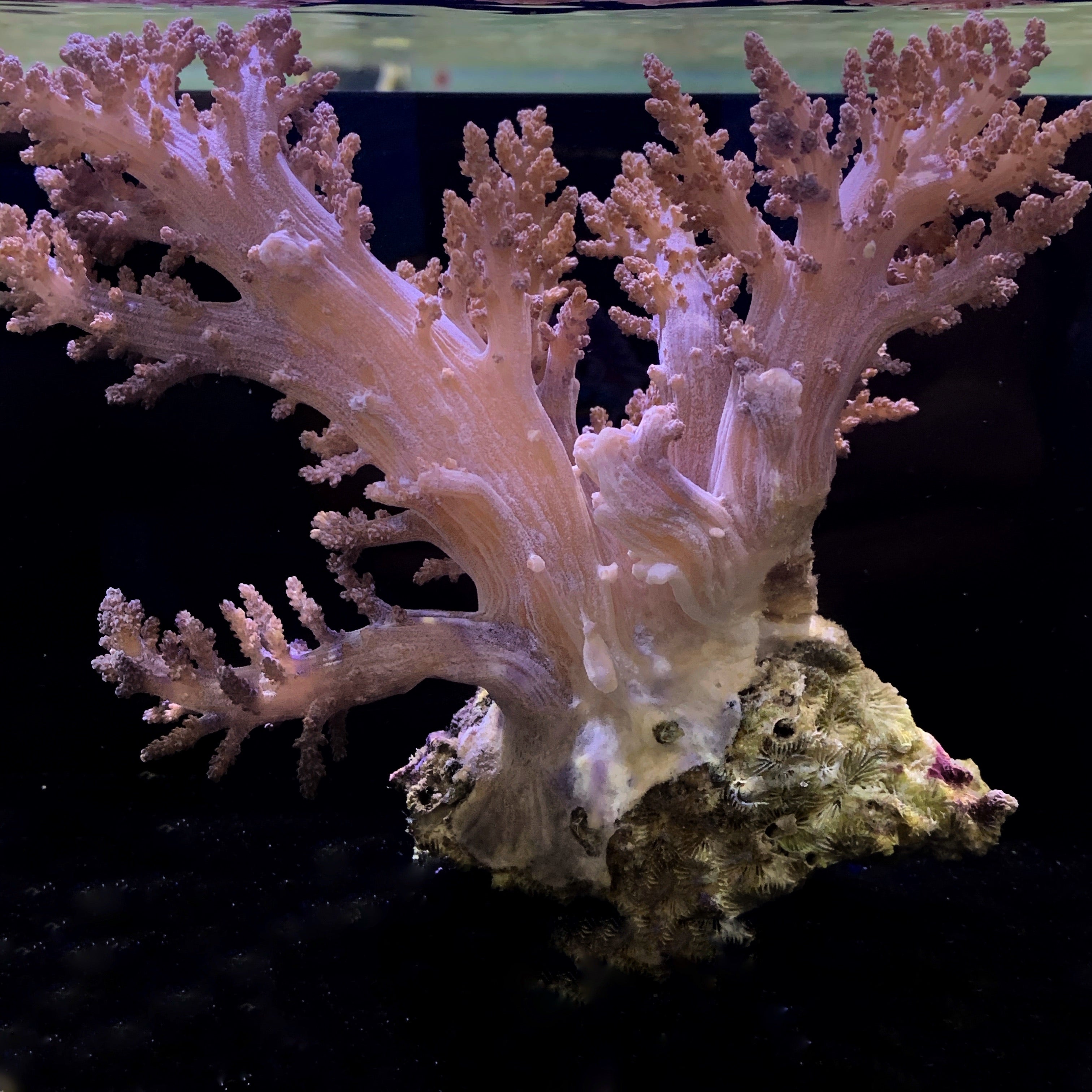 XL Litophyton Colony